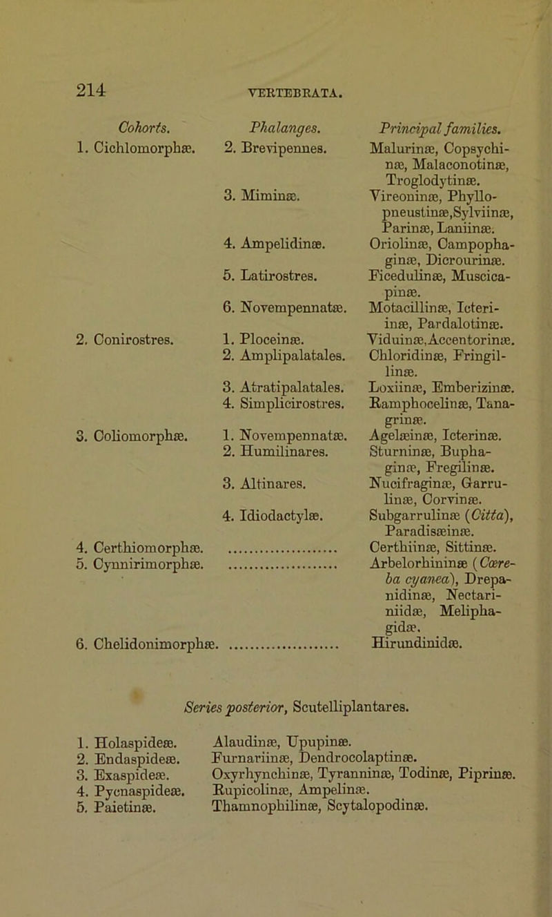 Cohorts. 1. Cichlomorpbx. 2. Conirostres. 3. Coliomorpbx. 4. Certhiomorpbx. 5. Cynnirimorphx. 6. Chelidonimorphx. Phalanges. 2. Brevipennes. 3. Miminx. 4. Ampelidin®. 5. Latirostres. 6. Novempennatx. 1. Ploceinx. 2. Amplipalatales. 3. Atratipalatales. 4. Simplicirostres. 1. Novempeimatx. 2. Humilinares. 3. Altinares. 4. Idiodactylx. Principal families. Malurinx, Copsycbi- nx, Malaconotinx, Troglodytinx. Vireoninx, Pbyllo- pneustinx.Sylviinx, Parinx, Laniinx. Oriolinx, Campopha- ginx, Dicrourinx. Ficedulinx, Muscica- pinx. Motacillinx, Icteri- inx, Pardalotinx. Yiduinx.Accentorinx. Cbloridinx, Fringil- linx. Loxiinx, Emberizin®. Eamphocelinx, Tana- grinx. Agelxinx, Icterinx. Sturninx, Bupba- ginx, Fregilinx. Nucifraginx, Garru- linx, Corrinx. Subgarrulinx (Citta), Paradisxinx. Gertbiinx, Sittinx. Arbelorbiuinx (C’cere- ha cyanea), Drepa- nidinx, Nectari- niidx, Melipba- gidx. Hirundinidx. Series posterior, Scutelliplantares. 1. Holaspidex. 2. Endaspidex. 3. Exaspidex. 4. Pycnaspidex. 5. Paietinx. Alaudinx, Upupinx. Furnariinx, Dendrocolaptinx. Oxyrbyncbinx, Tyranninx, Todinx, Piprinx. Eupicolinx, Ampelinx. Thanmopbilinx, Scytalopodinx.