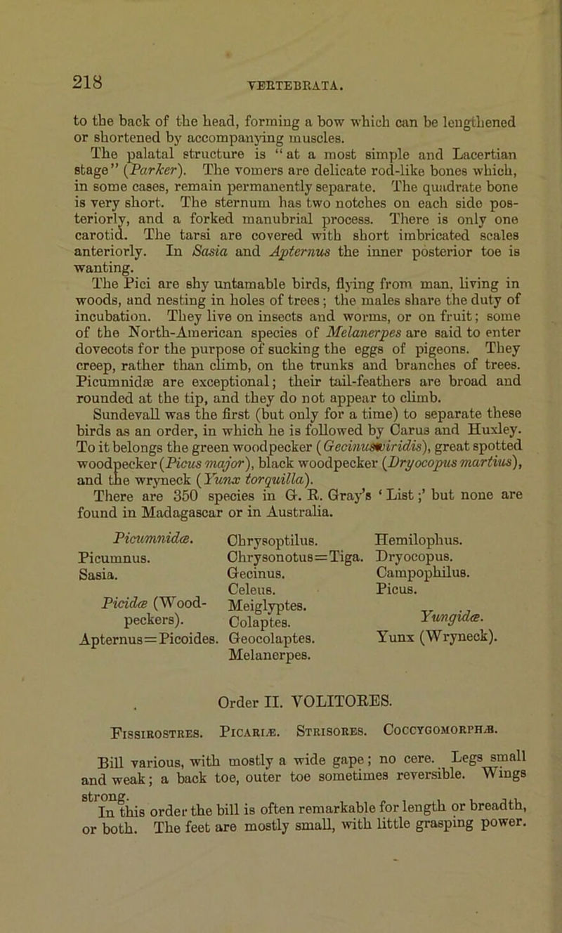 to the back of tbe head, forming a bow which can be lengthened or shortened by accompanying muscles. The palatal structure is “ at a most simple and Lacertian stage” (Parker). The vomers are delicate rod-like bones which, in some cases, remain permanently separate. The quadrate bone is very short. The sternum has two notches on each side pos- teriorly, and a forked manubrial process. There is only one carotid. The tarsi are covered with short imbricated scales anterioi-ly. In Sasia and Apternus the inner posterior toe is wanting. The Pici are shy untamable birds, flying from man, living in woods, and nesting in holes of trees; the males share the duty of incubation. They live on insects and worms, or on fruit; some of the North-American species of Melanerpes are said to enter dovecots for the purpose of sucking the eggs of pigeons. They creep, rather than climb, on the trunks and branches of trees. Picumnidaa are exceptional; their tail-feathers are broad and rounded at the tip, and they do not appear to climb. Sundevall was the first (but only for a time) to separate these birds as an order, in which he is followed by 0aru3 and Huxley. To it belongs the green woodpecker ( Gecinustuiridis), great spotted woodpecker (Pious major ), black woodpecker (Pryocopus martins), and the wryneck ( Yunx torquilla). There are 350 species in G. R. Gray’s ‘ Listbut none are found in Madagascar or in Australia. Picumnidce. Picumnus. Sasia. Picidrs (Wood- peckers). Apternus=Picoides. Ohrysoptilus. Ohrysonotus=Tiga. Gecinus. Celeus. Meiglyptes. Colaptes. Geocolaptes. Melanerpes. Hemiloplius. Dryocopus. Campophilus. Picus. Ywngida. Yunx (Wryneck). Order II. YOLITORES. Fissirostres. Picari.e. Strxsores. Coccygomorph.b. Bill various, with mostly a wide gape; no cere. Legs small and weak; a back toe, outer toe sometimes reversible. Wings St In this order the bill is often remarkable for length or breadth, or both. The feet are mostly small, with little grasping power.