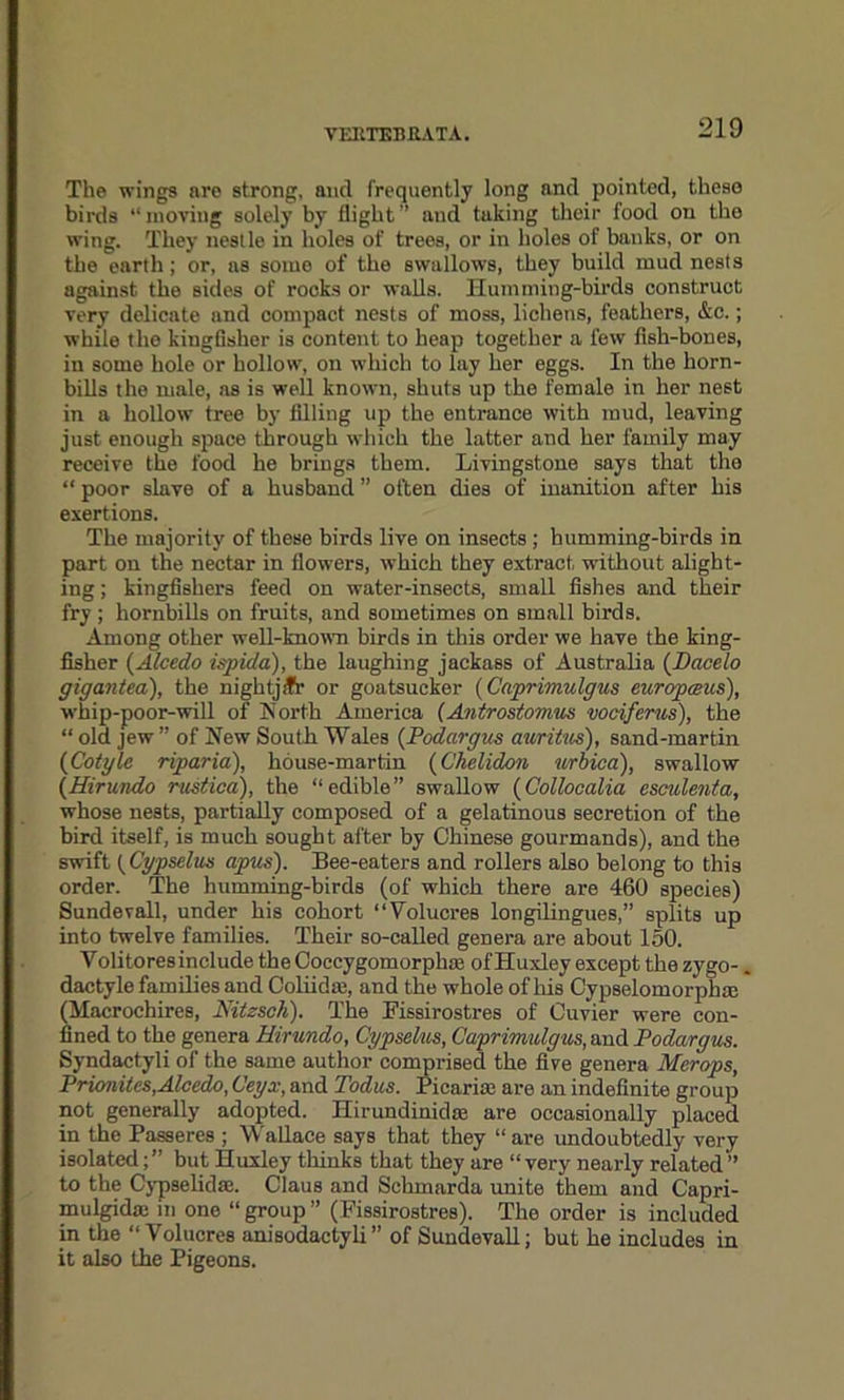 The wings are strong, ancl frequently long and pointed, these birds “moving solely by flight’’ and taking their food on the wing. They nestle in holes of trees, or in holes of banks, or on the earth; or, as some of the swallows, they build mud nests against the sides of rocks or walls. Humming-birds construct very delicate and oompact nests of moss, lichens, feathers, &c.; while the kingfisher is content to heap together a few fish-bones, in some hole or hollow, on which to lay her eggs. In the horn- bills the male, as is well known, shuts up the female in her nest in a hollow tree by filling up the entrance with mud, leaving just enough space through which the latter and her family may receive the food he brings them. Livingstone says that the “ poor slave of a husband ” often dies of inanition after his exertions. The majority of these birds live on insects; humming-birds in part on the nectar in flowers, which they extract without alight- ing ; kingfishers feed on water-insects, small fishes and their fry; hornbills on fruits, and sometimes on small birds. Among other well-known birds in this order we have the king- fisher (Alcedo ispiel a), the laughing jackass of Australia (Dacelo gigantea), the nightj.fr or goatsucker (Cnprimulgus europceus), whip-poor-will of North America (Antrostomus vociferus), the “ old jew ” of New South Wales (Podargus amities), sand-martin (Cotyle riparia), house-martin (Chelidon urbica), swallow {Hirundo rustica), the “edible” swallow (Collocalia esculenta, whose nests, partially composed of a gelatinous secretion of the bird itself, is much sought after by Chinese gourmands), and the swift ( Cypselus apus). Bee-eaters and rollers also belong to this order. The humming-birds (of which there are 460 species) Sundevall, under his cohort “Volucres longilingues,” splits up into twelve families. Their so-called genera are about 150. Yolitores include the Coccygomorphce of Huxley except the zygo-. dactyle families and Coliidte, and the whole of his Cypselomorph® (Macrochires, Nitzsch). The Fissirostres of Cuvier were con- fined to the genera Hirundo, Cypselus, Caprimulgus, and Podargus. Syndactyli of the same author comprised the five genera Merops, Prionites,Alcedo, Ceyx, and Todus. Picarice are an indefinite group not generally adopted. Hirundinidse are occasionally placed in the Passeres ; Wallace says that they “ are undoubtedly very isolated;” but Huxley thinks that they are “very nearly related” to the Cypselidae. Claus and Schmarda unite them and Capri- mulgidas in one “ group ” (Fissirostres). The order is included in the “Volucres anisodactyli ” of Sundevall; but he includes in it also the Pigeons.