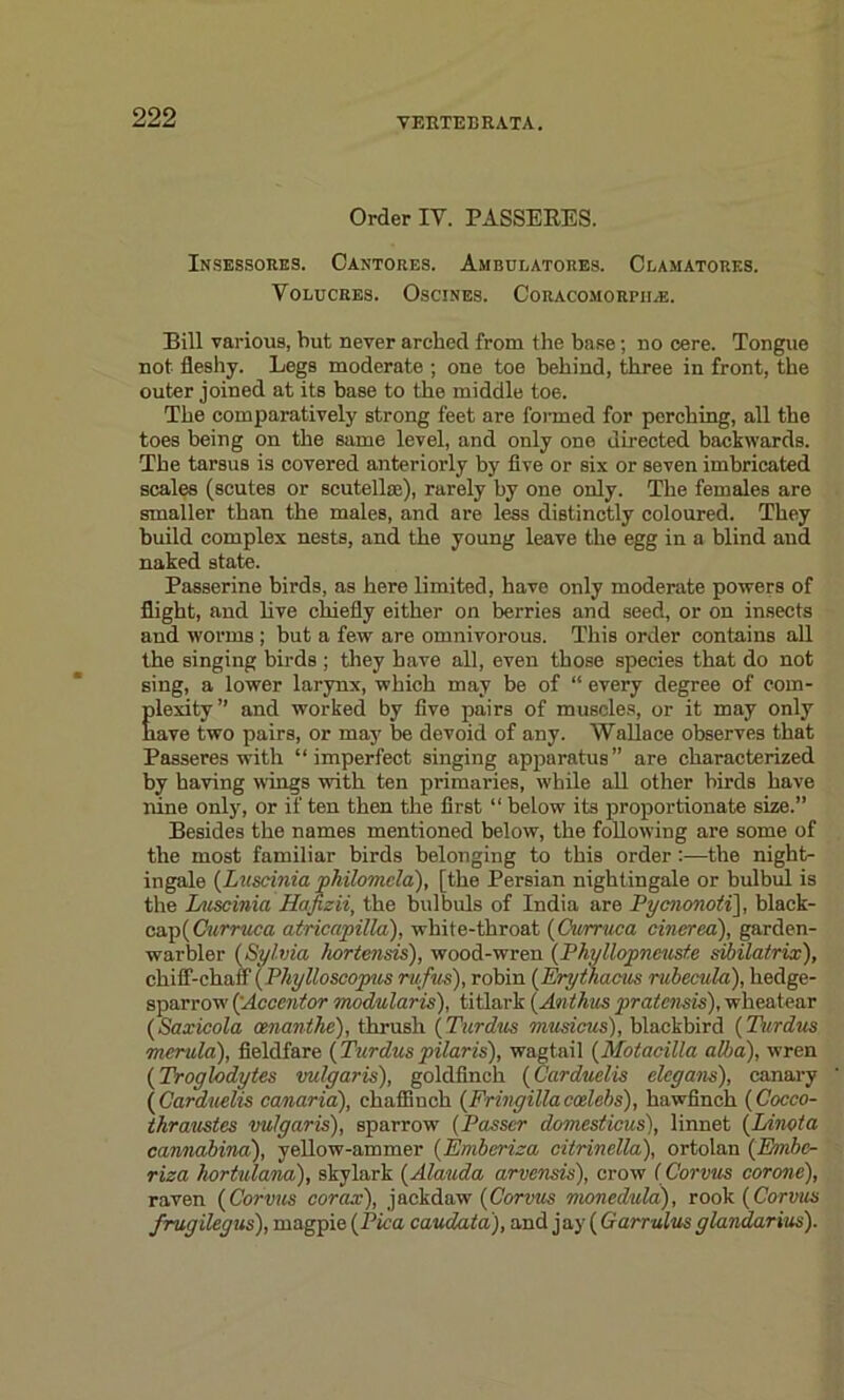 Order IV. PASSERES. Insessores. Cantores. Ambulatores. Clamatorks. VolcCRES. OSCINES. CORACOMORPII^E. Bill various, but never arcbed from the base; no cere. Tongue not fleshy. Legs moderate ; one toe behind, three in front, the outer joined at its base to the middle toe. The comparatively strong feet are formed for perching, all the toes being on the same level, and only one directed backwards. The tarsus is covered anteriorly by five or six or seven imbricated scales (scutes or scutellax), rarely by one only. The females are smaller than the males, and are less distinctly coloured. They build complex nests, and the young leave the egg in a blind and naked state. Passerine birds, as here limited, have only moderate powers of flight, and live chiefly either on berries and seed, or on insects and worms ; but a few are omnivorous. This order contains all the singing birds ; they have all, even those species that do not sing, a lower larynx, which may be of “ every degree of com- Elexity” and worked by five pairs of muscles, or it may only ave two pairs, or may be devoid of any. Wallace observes that Passeres with “imperfect singing apparatus” are characterized by having wings with ten primaries, while all other birds have nine only, or if ten then the first “ below its proportionate size.” Besides the names mentioned below, the following are some of the most familiar birds belonging to this order ;—the night- ingale (Luscinia philomcla), [the Persian nightingale or bulbul is the Luscinia Hafizii, the bulbuls of India are Pyaionoti], black- cap(Curruca atricapilla), white-throat (Curruca cinerea), garden- warbler (Sylvia hortensis), wood-wren (Phyllopneust.e sibilatrix), chiff-chaff (Phylloscopus rufus), robin (Erythacus rubecula), hedge- sparrow ('Accentor modularis), titlark (Anthus pratcnsis), wheatear (Saxicola cmanthe), thrush (Turdus musicus), blackbird (Turdus merula), fieldfare (Turduspilaris), wagtail (Motacilla alba), wren (Troglodytes vulgaris), goldfinch (Carduelis elcgans), canary (Carduelis canaria), chaffinch (Fringillacoelebs), hawfinch (Cocco- thraustes vulgaris), sparrow (Passer domesticus), linnet (Linota cannabina), yellow-ammer (Emberiza citrinella), ortolan (Embc- riza hortulana), skylark (Alauda arvensis), crow (Conus corone), raven (Corvus corax), jackdaw (Corvus monedula), rook (Corvus frugilegus), magpie (Pica caudata), and j ay ( Garrulus glandarius).