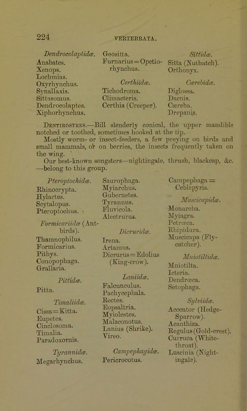 Dcndrocolaptkhs. Anabates. Xenops. Lochraias. Oxyrhynckus. Synallaxis. Sittasomus. Dendrocolaptes. Xiphorkynckus. Geositta. F urnarius = Opetio- rkynehus. Certhiidce. Tickodroma. Climacteris. Certhia (Creeper). Sitiidrz. Sitta (Nuthatch). Ortkonyx. Ccerebidce. Diglossa. Dacnis. Ctereba. Drepan(s. Dextirostres.—Bill slenderly conical, tke upper mandible notched or tootked, sometimes booked at tke tip. Mostly worm- or insect-feeders, a few preying on birds and small mammals, oV on berries, tke insects frequently taken on tke wing. Our best-known songsters—nightingale, thrush, blackcap, &c. —belong to this group. Pteroptoch ids. rthinocrypta. Hylactes. Scytalopus. Pteroptockus. • Formicariidce (Ant- birds). Tkamnopkilus. Formicarius. Pithy s. Conopopkaga. Grallaria. Saurophaga. Myiarckus. Gubernetes. Tyrannus. Fluvicola. Aleotrurus. Dicruridce. Irena. Artamus. Dicrurus = Edolius (King-crow). Pittidce. Pitta. Timaliidm. Cissa=Kitta. Eupetes. Cinclosoma. Timalia. Paradoxornis. Tyrannidce. Megarkynckus. Lamides. Falcunculus. Packycepkala. Rectcs. Eopsaltria. Myiolestes. Malaconotus. Lanius (Shrike). Yireo. CampephaguUe. Pericrocotus. Campepkaga = Ceblepyris. Muscicapida. Monarcha. Myiagra. Petroeca. Bhipidura. Muscicapa (Fly- catcher). Mniotiltidts. Mniotilta. Icteria. Dendrceca, Setopkaga. Sylviidce. Accentor (Hedge- Sparrow). Acantkiza. Regulus (Gold-crest). Curruca (White- throat). Luscinia (Night- ingale).