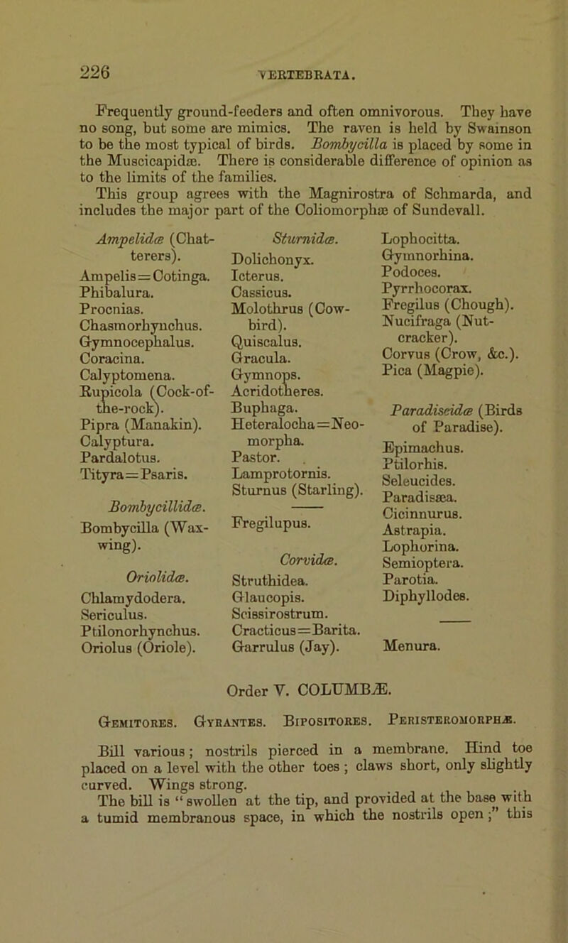 Frequently ground-feeders and often omnivorous. They have no song, but some are mimics. The raven is held by Swainson to be the most typical of birds. Bombycilla is placed by some in the Muscicapidtc. There is considerable difference of opinion as to the limits of the families. This group agrees with the Magnirostra of Schmarda, and includes the major part of the Ooliomorphse of Sundevall. AmpelidcB (Chat- terers). Ampelis=Cotinga. Phibalura. Procnias. Chasmorhynchus. Gymnocephalus. Coracina. Calyptomena. Rupicola (Cock-of- the-rock). Pipra (Manakin). Oalyptura. Pardalotus. Tityra=Psaris. Bomhycillidm. Bombycilla (Wax- wing). Oriolidcs. Chlamydodera. Sericulus. Ptilonorhynchus. Oriolus (Oriole). Stumidce. Dolichonyx. Icterus. Cassicus. Molothrus (Cow- bird). Quiscalus. Gracula. Gymnops. Acridotheres. Buphaga. Heteralocha=Neo- morpha. Pastor. Lamprotornis. SturnuB (Starling). Fregilupus. CorvidcB. Struthidea. Glaucopis. Scissirostrum. Cracticus=Barita. Garrulus (Jay). Lophocitta. Gymnorhina. Podoces. Pyrrhocorax. Fregilus (Chough). Nucifraga (Nut- cracker). Corvus (Crow, &c.). Pica (Magpie). Paradiscidts (Birds of Paradise). Epimachus. Ptilorhis. Seleucides. Paradisaca. Cicinnurus. Astrapia. Lophorina. Semioptera. Parotia. Diphyllodes. Menura. Order V. COLUMB/E. Gemitores. Gyrantes. Bipositores. Peristep.omorph^. Bill various; nostrils pierced in a membrane. Hind toe placed on a level with the other toes ; claws short, only slightly curved. Wings strong. The bill is “ swollen at the tip, and provided at the base with a tumid membranous space, in which the nostrils open ; this