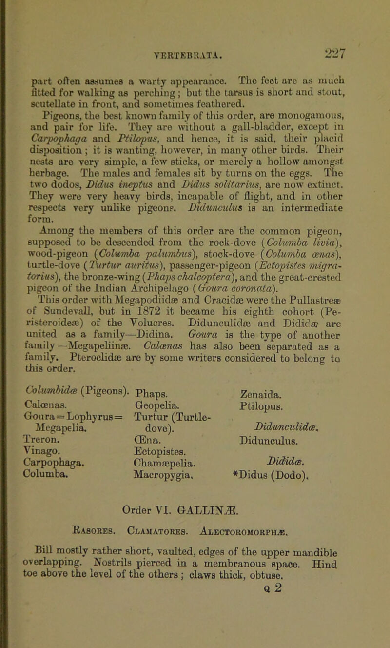 part often assumes a warty appearance. The feet are as much fitted for walking as perching; but the tarsus is short and stout, scutellate in front, and sometimes feathered. Pigeons, the best known family of this order, are monogamous, and pair for life. They are without a gall-bladder, except in Carpophaga and Ptilopus, and hence, it is said, their placid disposition ; it is wanting, however, in many other birds. Their nests aro very simple, a few sticks, or merely a hollow amongst herbage. The males and females sit by turns on the eggs. The two dodos, Didus inept us and JJidus solitarius, are now extinct. They were very heavy birds, incapable of flight, and in other respects very unlike pigeons. Didunculus is an intermediate form. Among tlie members of this order are the common pigeon, supposed to be descended from the rock-dove (Columba livia), wood-pigeon (Columba palumbus), stock-dove (Columba oenas), turtle-dove ( Turtur auritus), passenger-pigeon (Ectopistcs migra- forius), the bronze-wing (Phaps chalcoptera), and the great-crested pigeon of the Indian Archipelago (Goitra coronata). This order witli Megapodiidae and Cracidse were the Pullastreas of Sundevall, but in 1872 it became his eighth cohort (Pe- risteroidese) of the Volucres. Didunculidaa and Didida? are united as a family—Didina. Goura is the type of another family—Megapeliinae. Calwnas has also been separated as a family. Pteroclidae are by some writers considered to belong to this order. Columbida (Pigeons). Caloenas. Gou ra = Lophyrus= Megapelia. Treron. Yinago. Carpophaga. Columba. Phaps. Geopelia. Turtur (Turtle- dove). Gina. Ectopistes. Chamtepelia. Macropygia, Zenaida. Ptilopus. Didunculidcs. Didunculus. Dididcs. ♦Didus (Dodo). Order VI. GALLIN2E. Rasores. Clamatores. Alectohomorpiiai. Bill mostly rather short, vaulted, edges of the upper mandible overlapping. Nostrils pierced in a membranous space. Hind toe above the level of the others; claws thick, obtuse. a 2