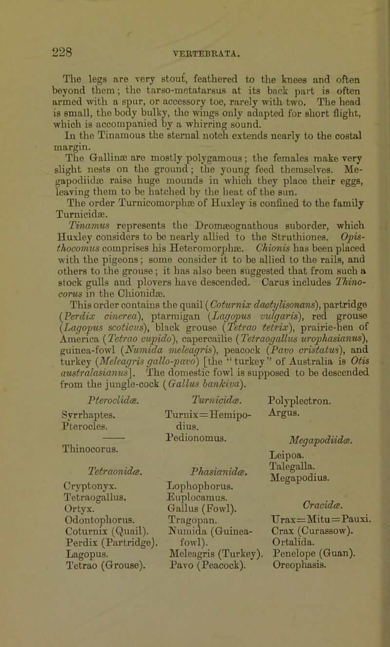 The legs are very stout, feathered to the knees and often beyond them; the tarso-metatarsus at its back part is often armed with a spur, or accessory toe, rarely with two. The head is small, the body bulky, the wings only adapted for short flight, which is accompanied by a whirring sound. In the Tinamous the sternal notch extends nearly to the costal margin. The Guilin® are mostly polygamous; the females make very slight nests on the ground; the young feed themselves. Me- gapodiid® raise huge mounds in which they place their eggs, leaving them to be hatched by the heat of the sun. The order Turnicomorphse of Huxley is confined to the family Turnicid®. Tinamus represents the Dromaeognathous suborder, which Huxley considers to be nearly allied to the Struthiones. Opis- thocomus comprises his Heteromorpli®. Chionis has been placed with the pigeons; some consider it to be allied to the rails, and others to the grouse; it has also been suggested that from such a stock gulls and plovers have descended. Carus includes Thino- corus in the Ohionid®. This order contains the quail ( Coturnix dactylisonans), partridge (Perdix cinerea), ptarmigan (Layopus vulgaris), red grouse (Lagopus scoticus), black grouse (Tetrao tetrix), prairie-hen of America ( Tetrao cupido), capercailie (Tetraogallus urophasianus), guinea-fowl (Numida meleagris), peacock (Pavo cristatus), and turkey (Meleagris gallo-pavo) [the “turkey” of Australia is Otis australasianus]. The domestic fowl is supposed to be descended from the jungle-cock (Callus bankiva). Pteroclidce. Syrrhaptes. Pterocles. Tliinoeorus. Tetraonidce. Cryptonyx. Tetraogallus. Ortyx. Odontophorus. Coturnix (Quail). Perdix (Partridge). Lagopus. Tetrao (Grouse). Turnicidcs. Turnix=IIemipo- dius. Pedionomus. Phasianidm. Lophophorus. Euplocamus. Gallus (Fowl). Tragopan. Numida (Guinea- fowl). Meleagris (Turkey). Pavo (Peacock). Polyplectron. Argus. Megapodiidcp.. Leipoa. Talegalla. Megapodius. Cracida. TTrax=Mitu=Pauxi. Crax (Curassow). Ortalida. Penelope (Guan). Oreophasis.