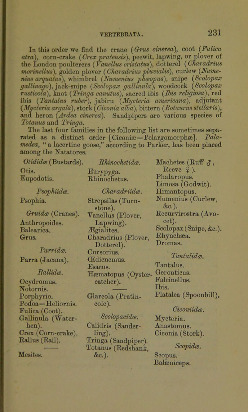 In this order we find the crane (Grits oinerea), coot (Fulica atm), corn-crake (Crex pratensis), peewit, lapwing, or plover of the London poulterers (l anellus cristatus), dotterel (Charadrius morinellus), golden plover (Charadrius plitvialis), curlew (Name- niits arquatus), whimbrel (Numenius phaopus), snipe (Scolopax gallinago), jack-snipe (Scolopax gallinula), woodcock (Scolopax rusticola), knot (Tringa canutus), sacred ibis (Ibis religiosa), red ibis (Tantalus ruber), jabiru (Mycteria americana), adjutant (Mycteria argala), stork (Ciconia alba), bittern (Botaurus stellaris), and heron (Ardea cinerea). Sandpipers are various species of Totanus and Tringa. The last four families in the following list are sometimes sepa- rated as a distinct order [Cieonias=Pelargomorpha:]. Pala- medea, “ a lacertine goose,” according to Parker, has been placed among the Natatores. Otididce (Bustards). Otis. Eupodotis. Psophiida. Psophia. Gruidce (Cranes). Anthropoides. Balearica. Grus. Parridce. Parra (Jacana). Rallidce. Ocydromus. Notornis. Porphyrio. Podoa=Heliorn is. Fulica (Coot). Gallinula (Water- hen). Crex (Corn-crake). Ballus (Bail). Mesites. Jlhinochetidm. Eurypyga. Bhinochetus. Charadriidce. Strepsilas (Turn- stone). Vanellus (Plover, Lapwing). jEgialites. Charadrius (Plover, Dotterel). Cursorius. (Edicnemus. Esacus. Hajmatopus (Oyster- catcher). Glareola (Pratin- cole). Scolopacidce. Calidris (Sander- ling). Tringa (Sandpiper). Totanus (Bedshank, &c.). Machetes (Buff $, Beeve ). Phalaropus. Limosa (Godwit). Himantopus. Numenius (Curlew, &c.). Becurvirostra (Avo- cet). Scolopax (Snipe, &c.). Bhynchaea. Dromas. Tantalidcc. Tantalus. Geronticus. Falcinellus. Ibis. Platalea (Spoonbill). Oicomidte. Mycteria. Anastomus. Ciconia (Stork). Scopidcc. Scopus. Baheniceps.