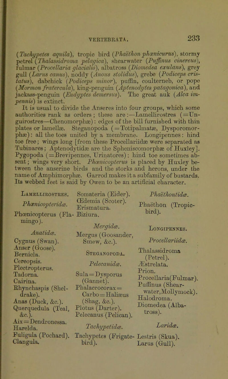 (Tachypetes aquila), tropic bird (Phaethon phanicurus), stormy petrel (Thalassidroma pelagica), shearwater (.Puffinus cinereus), fulmar (Procel/aria glacialis), albatross (Diomcdea exulans), grey gull (Larus cams), noddy (A no its s(olidus), grebe (Podiceps cris- tatus), dabehick (Podiceps minor), puffin, coulterneb, or pope (Mormon fratercula), king-penguin (Aptenodytes patagonica), and jackass-penguin (Eitdyptes demersas). The great auk (Alea im- pennis) is extinct. It is usual to divide the Anseres into four groups, which some authorities rank as orders ; these are:—Lamcllirostres (=Un- guirostres—Clienomorphre): edges of tho bill furnished with thin plates or lamelhe. St.eganopoda ( = Totipalmatee, Dysporomor- phsc): all the toes united by a membrane. Longipennes: hind toe free; wings long [from these Procellariidas were separated as Tubiuares; Aptenodytid* are the Spheniscomorphse of Huxley], Pygopoda (=I3revipennes, Urinatores): hind toe sometimes ab- sent ; wings very short. Phoenicopterus is placed by Huxley be- tween the anserine birds and the storks and herons, under the name of Amphimorplue. Garrod makes it a subfamily of bustards. Its webbed feet is said by Owen to be an artificial character. Lamellirostres. Phatnicopteridce. Phoenicopterus (Fla- mingo ). Anatidce. Cygnus (Swan). Anser (Goose). Bemicla. Coreopsis. Plectropterus. Tadoma. Cairina. Rhynchaspis (Shel- drake). Anas (Duck, &c.). Querquedula (Teal, &c.). Aix = Dendronessa. Harelda. Fuligula (Pochard). Clangula. Somateria (Eider). CEdemia (Scoter). Erismatura. Biziura. Mergulce. Mergus (Goosander, Smew, &c.). Steganopoda. Pelecanidce. Sula=Dysporus (Gannet). Phalacrocorax= Carbo =- Haliajus (Shag, &c.). Plotus (Darter). Pelecanus (Pelican). Tachypetidte. Tachypetes (Frigate- bird). Phaethontidce. Phaethon (Tropic- bird). Longipennes. ProceUariidce. Thalassidroma (Petrel). JEstrelata, Prion. Procellaria(Fulmar). Puffinus (Shear- water,Mollymock) . Halodroma. Diomedea (Alba- tross). Laridcc. Lestris (Skua). Larus (Gull).