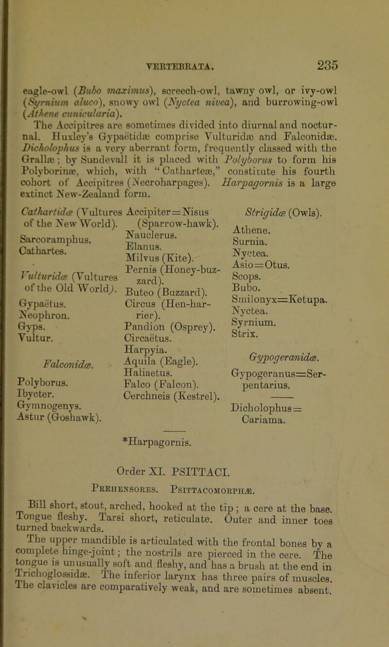 eagle-owl (Bubo maximus), screech-owl, tawny owl, or ivy-owl (Syrnium aluco), snowy owl (Nyctea nivea), and burrowing-owl (.Athene cunicularia). The Accipitres are sometimes divided into diurnal and noctur- nal. Huxley’s Qypaetid® comprise Vulturidffl and Falconid®. Dicholophus is a very aberrant form, frequently classed with the Grail®; by Sundevall it is placed with Po/yborus to form his Polyborinw, which, with “ Oatharte®,” constitute his fourth cohort of Accipitres (Necroharpages). Harpagomis is a large extinct New-Zealand form. Cathar/ida (Vulture; of the New World). Sarcoramphus. Cathartes. J ulturidce (Vultures of the Old World;. Gypaetus. Neophron. Gyps. Vultur. Falconidte. Polyborus. Ibycter. Gymnogenys. Astur (Goshawk). Accipiter=Nisus (Sparrow-hawk). Nauclerus. Elanus. Milvus (Kite). Pernis (Honey-buz- zard). Buteo (Buzzard). Circus (Hen-har- rier). Pandion (Osprey). Circaetus. Harpyia. Aquila (Eagle). Haiiaetus. Faleo (Falcon). Cerchneis (Kestrel). StrigidcB (Owls). Athene. Surnia. Nyctea. Asio—Otus. Scops. Bubo. Srnilonyx=Ketupa. Nyctea. Syrnium. Strix. Gypogeranid<s. Gypogeranus=Ser- pentarius. Dicholophus= Cariama. *Harpagornis. Order XI. PSITTACI. Preuensores. Psittacomorpiee. Bill short, stout, arched, hooked at the tip; a cere at the base. Tongue fleshy. Tarsi short, reticulate. Outer and inner toes turned backwards. The upper mandible is articulated with the frontal bones by a complete hinge-joint; the nostrils are pierced in the cere. The tongue is unusually soft and fleshy, and has a brush at the end in lrichoglosBidffi. The inferior larynx has three pairs of muscles. The clavicles are comparatively weak, and are sometimes absent.