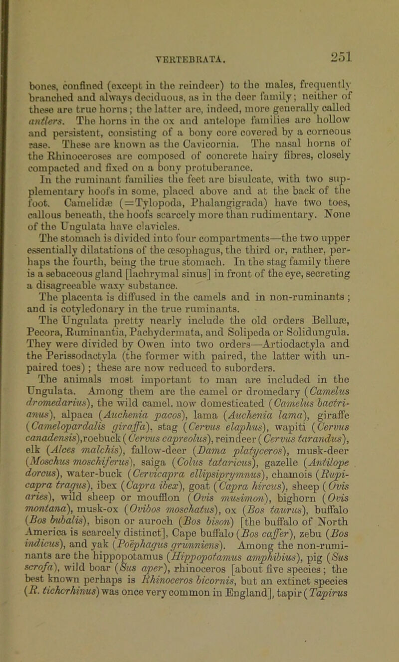 bones, confined (except in the reindeor) to the males, frequently branched and always deciduous, as in tho deer family; neither of these are true horns ; the latter are, indeed, more generally called antlers. The horns in the ox and antelope families are hollow and persistent, consisting of a bony core covered by a corneous rase. These are known as the Cavicornia. The nasal horns of the Rhinoceroses are composed of concrete hairy fibres, closely compacted and fixed on a bony protuberance. In the ruminant families the feet are bisulcate, with two sup- plementary hoofs in some, placed above and at the back of the foot. Camelidic (=Tylopoda, Phalangigrada) have two toes, callous beneath, the hoofs scarcely more than rudimentary. None of the Ungulata have clavicles. The stomach is divided into four compartments—the two upper essentially dilatations of the oesophagus, the third or, rather, per- haps the fourth, being the true stomach. In the stag family there is a sebaceous gland [lachrymal sinus] in front of the eye, secreting a disagreeable waxy substance. The placenta is diffused in the camels and in non-ruminants ; and is cotyledonary in the true ruminants. The Ungulata pretty nearly include the old orders Bellum, Pecora, Ruminantia, Pachydermata, and Solipeda or Solidungula. They were divided by Owen into two orders—Artiodactyla and the Perissodaotyla (the former with paired, the latter with un- paired toes); these are now reduced to suborders. The animals most important to man are included in the Ungulata. Among them are the camel or dromedary (Camelus dromedarius), the wild camel, now domesticated (Camelus hactri- anus), alpaca (Auchenia pacos), lama (Auchenia lama), giraffe (Camelopardalis giro fa), stag (Cervus elaphus), wapiti (Cervus canadensis),roebuck (Cervus capreolus), reindeer (Cervus tarandus), elk (Alces malckis), fallow-deer (Dama platyceros), musk-deer (Moschus moschiferus), saiga (Coins tataricus), gazelle (Antilope dcnrcus), water-buck (Cervicapra ellipsiprymnus), chamois (Jiupi- capra tragus), ibex (Capra ibex), goat (Capra hircus), sheep (Ovis aries), wild sheep or moufflon (Ovis musi/mon), bighorn (Ovis montana), musk-ox (Ovibos moschatus), ox (Bos taurus), buffalo (Bos bubalis), bison or auroch (Bos bison) [the buffalo of North America is scarcely distinct], Capo buffalo (Bos caffer), zebu (Bos indieus), and yak (Poephagus grunniens). Among the non-rumi- nants are the hippopotamus (Hippopotamus amphibius), pig (Sus scrofa), wild boar (Sus aper), rhinoceros [about five species; the best known perhaps is Rhinoceros bicornis, but an extinct species (R. tichcrhinus) was once very common in England], tapir (Tapirus