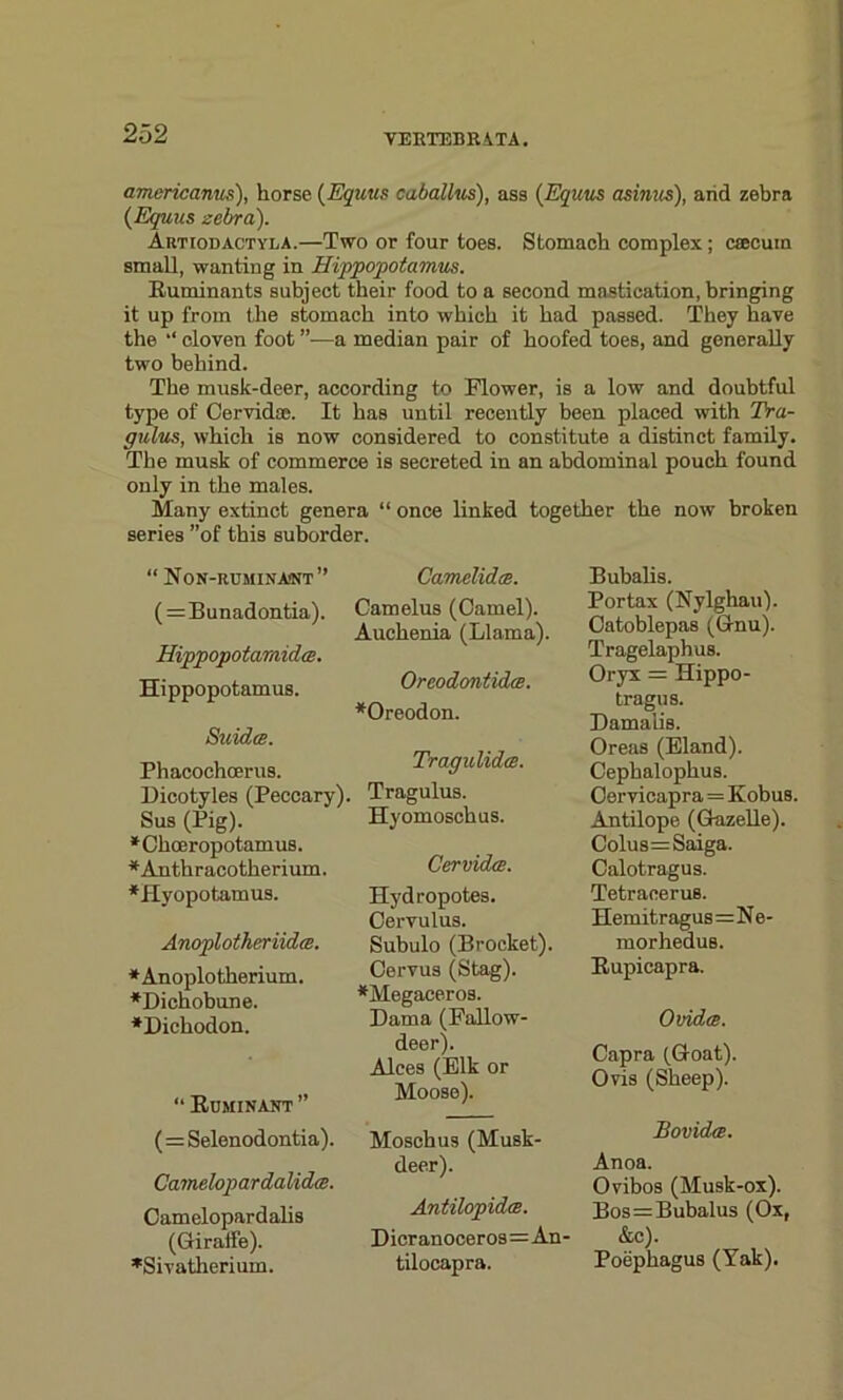 americanus), horse (Equus caballus), ass (Equus asinus), and zebra {Equus zebra). AutiodactylA.—Two or four toes. Stomach complex ; csccum small, wanting in Hippopotamus. Ruminants subject their food to a second mastication, bringing it up from the stomach into which it had passed. They have the “ cloven foot —a median pair of hoofed toes, and generally two behind. The musk-deer, according to Flower, is a low and doubtful type of Cervidoe. It has until recently been placed with Tra- gulus, which is now considered to constitute a distinct family. The musk of commerce is secreted in an abdominal pouch found only in the males. Many extinct genera “ once linked together the now broken series ”of this suborder. “ Non-rumina<nt ” (=Bunadontia). Hippopotamidce. Hippopotamus. Suidce. Phacochcerus. Dicotyles (Peccary). Sus (Pig). * Choeropotamus. *Anthracotherium. *Hyopotamus. Anoplotheriidee. ♦Anoplotherium. •Dichobune. ♦Diehodon. “ Ruminant ” (=Selenodontia). Camelopardalidce. Camelopardalis (Giraffe). *Sivatherium. CamdidtB. Camelus (Camel). Auchenia (Llama). Oreodontidce. *Oreodon. Tragulidce. Tragulus. Hyomoschus. Cervida. Hydropotes. Cervulus. Subulo (Brocket). Cervus (Stag). *Megaceros. Dama (Fallow- deer). Alces (Elk or Moose). Moschus (Musk- deer). Antilopidce. Dicranoceros=An' tilocapra. Bubalis. Portax (Nylghau). Catoblepas (Gnu). Tragelaphus. Oryx = Hippo- tragus. Damalis. Oreas (Eland). Cephalophus. Cervicapra = Kobus. Antilope (Gazelle). Colus= Saiga. Calotragus. Tetracerus. Hemitragus=Ne- morhedus. Rupicapra. Ovidce. Capra (Goat). Oris (Sheep). Bovidm. Anoa. Ovibos (Musk-ox). Bos=Bubalus (Ox, &c). Poephagus (Yak).