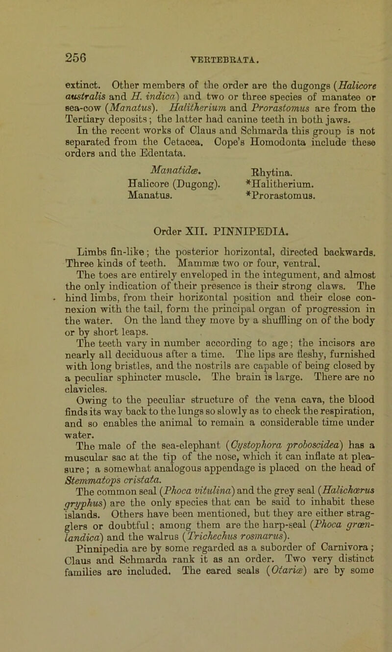 extinct. Other members of the order are the dugongs (Halicore australis and H. indicn) and two or three species of manatee or sea-cow (Manatus). Ilalitherium, and Prorastomus are from the Tertiary deposits; the latter had canine teeth in both jaws. In the recent works of Claus and Schmarda this group is not separated from, the Cetacea. Cope’s Homodonta include these orders and the Edentata. Manatidce. Tthytina. ITalicore (Dugong). *TIalitherium. Manatus. ^Prorastomus. Order XII. PINNIPEDIA. Limbs fin-like; the posterior horizontal, directed backwards. Three kinds of teeth. Mammas two or four, ventral. The toes are entirely enveloped in the integument, and almost the only indication of their presence is their strong claws. The hind limbs, from their horizontal position and their close con- nexion with the tail, form the principal organ of progression in the water. On the land they move by a shuttling on of the body or by short leaps. The teeth vary in number according to age; the incisors are nearly all deciduous after a time. The lips are tleshy, furnished with long bristles, and the nostrils are capable of being closed by a peculiar sphincter muscle. The brain is large. There are no clavicles. Owing to the peculiar structure of the vena cava, the blood finds its way back to the lungs so slowly as to check the respiration, and so enables the animal to remain a considerable time under water. The male of the sea-elephant (Cy stop kora proboscidea) has a muscular sac at the tip of the nose, which it can inflate at plea- sure ; a somewhat analogous appendage is placed on the head of Stemmatops cristata. The common seal (Phoca vitulina) and the grey seal (Halickxrus gryphus) arc the only species that can be said to inhabit these islands. Others have been mentioned, but they are either strag- glers or doubtful; among them are the harp-seal (Phoca gram- landica) and the walrus (Trichechus rosmarus). Pinnipedia are by some regarded as a suborder of Carnivora; Claus and Schmarda rank it as an order. Two very distinct families are included. The eared seals (Oiarice) are by some