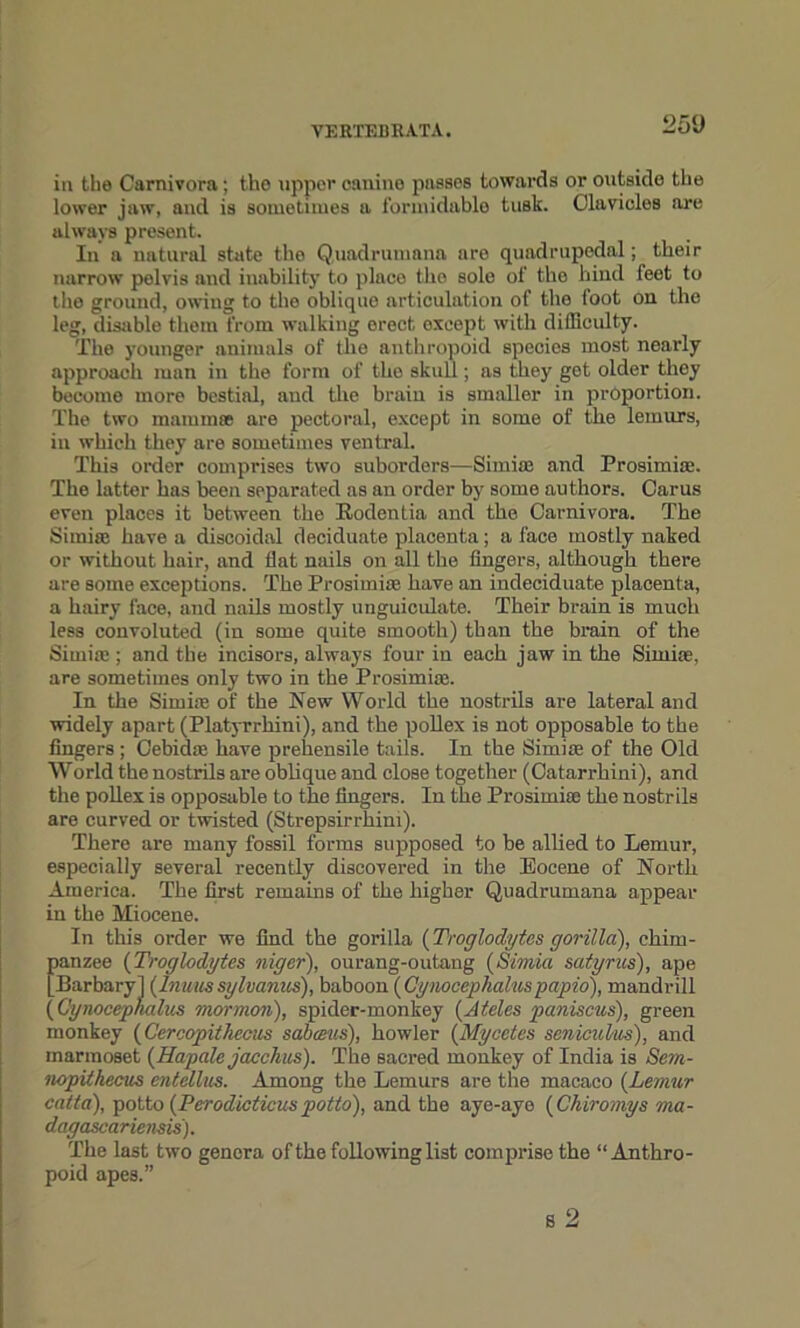VERTEIiR.VTA. 25‘J in the Carnivora; the upper canine passes towards or outside the lower jaw, and is sometimes a formidable tusk. Clavicles are always present. In a natural state tlio Quadrumana are quadrupedal; their narrow pelvis and inability to place the sole of the hind feet to tho ground, owing to the oblique articulation of tlio foot on the leg, disable them from walking erect oxeept with difficulty. The younger animals of the anthropoid species most nearly approach man in the form of the skull; as tlley got older they become more bestial, and the brain is smaller in proportion. The two maminse are pectoral, except in some of the lemurs, in which they are sometimes ventral. This order comprises two suborders—Simia; and Prosimite. The latter has been separated as an order by some authors. Carus even places it between the Roden tia and the Carnivora. The Simia; have a discoidal deciduate placenta; a lace mostly naked or without hair, and flat nails on all the fingers, although there are some exceptions. The Prosimise have an indeciduate placenta, a hairy face, and nails mostly unguiculate. Their brain is much less convoluted (in some quite smooth) than the brain of the Simia;; and tbe incisors, always four in each jaw in the Simite, are sometimes only two in the Prosimite. In the Simia; of the New World the nostrils are lateral and widely apart (Platyrrhini), and the pollex is not opposable to the fingers; Cebidte have prehensile tails. In the Si mite of the Old World the nostrils are oblique and close together (Oatarrhini), and the pollex is opposable to the fingers. In the Prosimite the nostrils are curved or twisted (Strepsirrhim). There are many fossil forms supposed to be allied to Lemur, especially several recently discovered in the Eocene of North America. The first remains of the higher Quadrumana appear in the Miocene. In this order we find the gorilla (Troglodytes gorilla), chim- fianzee (Troglodytes niger), ourang-outang (Simia satyrus), ape Barbary] (Inuussylvanus), baboon (Cynocephaluspapio), mandrill (Cynocephalus mormon), spider-monkey (Aides paniscus), green monkey (Cercopithecus sabcsus), howler (Mycctes seniculm), and marmoset (Hap ale jacohus). The sacred monkey of India is Sem- nopithecus entdlus. Among the Lemurs are the macaco (Lemur catta), potto (Perodicticus potto), and the aye-aye (Chiromys ma- dagascariensis). The last two genera of the following list comprise the “Anthro- poid apes.” s 2