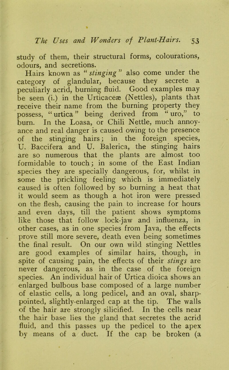 study of them, their structural forms, colourations, odours, and secretions. Hairs known as “ stinging ” also come under the category of glandular, because they secrete a peculiarly acrid, burning fluid. Good examples may be seen (i.) in the Urticaceae (Nettles), plants that receive their name from the burning property they possess, “ urtica ” being derived from “ uro,” to burn. In the Loasa, or Chili Nettle, much annoy- ance and real danger is caused owing to the presence of the stinging hairs; in the foreign species, U. Baccifera and U. Balerica, the stinging hairs are so numerous that the plants are almost too formidable to touch; in some of the East Indian species they are specially dangerous, for, whilst in some the prickling feeling which is immediately caused is often followed by so burning a heat that it would seem as though a hot iron were pressed on the flesh, causing the pain to increase for hours and even days, till the patient shows symptoms like those that follow lock-jaw and influenza, in other cases, as in one species from Java, the effects prove still more severe, death even being sometimes the final result. On our own wild stinging Nettles are good examples of similar hairs, though, in spite of causing pain, the effects of their stings are never dangerous, as in the case of the foreign species. An individual hair of Urtica dioica shows an enlarged bulbous base composed of a large number of elastic cells, a long pedicel, and an oval, sharp- pointed, slightly-enlarged cap at the tip. The walls of the hair are strongly silicified. In the cells near the hair base lies the gland that secretes the acrid fluid, and this passes up the pedicel to the apex by means of a duct. If the cap be broken (a