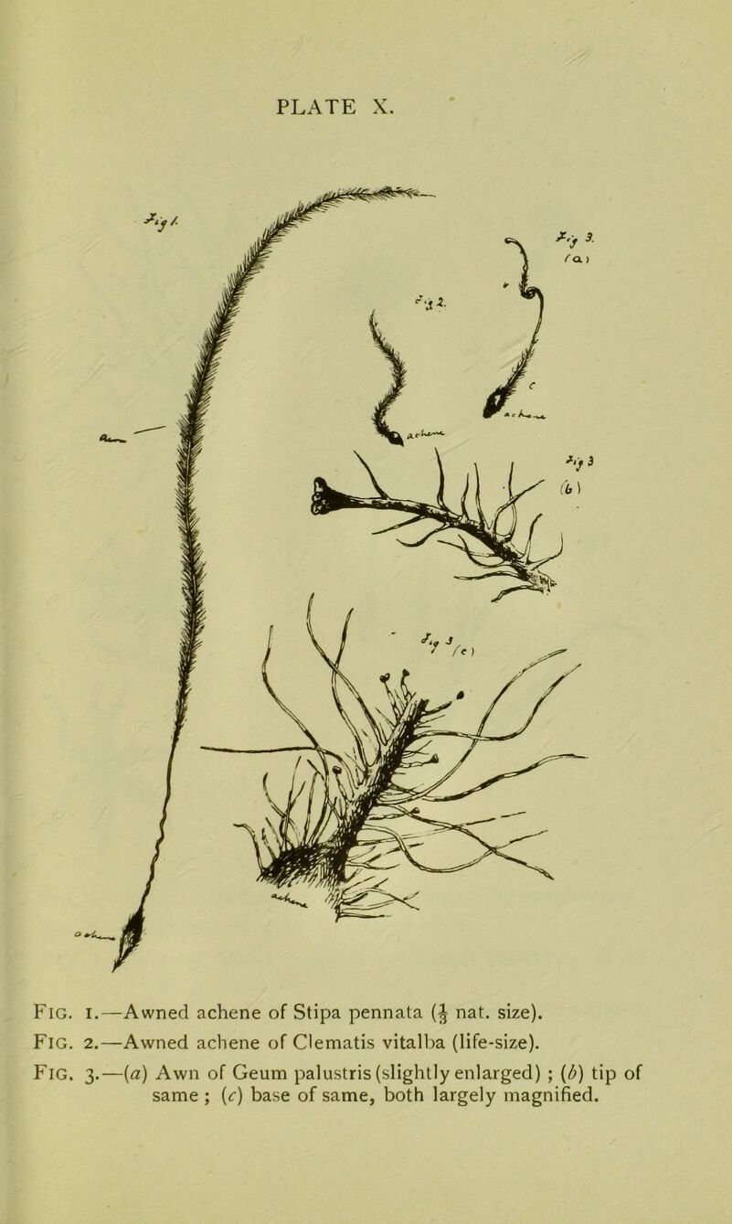 o Fig. I.—Awned achene of Stipa pennata nat. size). Fig. 2.—Awned achene of Clematis vitalba (life-size). Fig. 3.—{a) Awn of Geum palustris (slightly enlarged) ; {b) tip of same ; {c) base of same, both largely magnified.