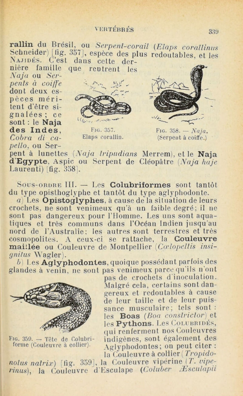 33!) Schneider) [fig. 357], espèce des plus redoutables, et les ajiues. Lest dans cette der- pello, ou Ser- pent à lunettes (Naja Iripudians Merrem), et le Naja d’Egypte, Aspic ou Serpent de Cléopâtre (Naja ha je Laurenti) [fig. 358]. Sous-ordre lit. — Les Golubrilormes sont tantôt du type opisthoglyphe et tantôt du type aglyphodonte. a) Les Opistoglyphes, à cause dela situation de leurs crochets, ne sont venimeux qu’à un faible degré; il ne sont pas dangereux pour l’Homme. Les uns sont aqua- tiques et très communs dans l’Océan Indien jusqu’au nord de l’Australie; les autres sont terrestres et très cosmopolites. A ceux-ci se rattache, la Couleuvre maillée ou Couleuvre de Montpellier (■Cœlopetlis insi- gnilus Wagler). b) 1 es Aglyphodontes, quoique possédant parfois des glandes à venin, ne sont pas venimeux parce qu’ils n ont Fig. 359. — Tête de Colubri- indigènes, sont également des forme (Couleuvre à collier). Aglyphodontes; on peut citer : la Couleuvre à collier ( Tropido- nolus naîrix) [fig. 359], la Couleuvre vipérine (T. vipe- rinus.), la Couleuvre d'Esculape (Coluber Æsculapii nière famille qi dont deux es- s-, 4 - Naja ou Ser- pents à coiffe pèces méri- tent d'être si- gnalées ; ce sont : le Naja des Indes, Fig. 357. Cobra cli ca- Elaps corallin. Fig. 358. — Naja. (serpent à coiffe.) pas de crochets d inoculation. Malgré cela, certains sont dan- gereux et redoutables à cause de leur taille et de leur puis- sance musculaire; tels sont : les Boas (Boa conslriclor) et les Pythons. Les Colubridés, qui renferment nos Couleuvres