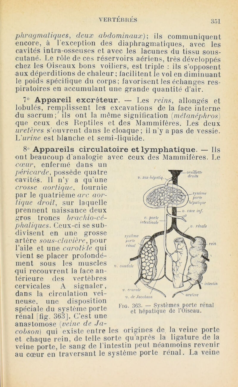 phragmaliques, deux abdominaux); ils communiquent encore, à l'exception des diaphragmatiques, avec les cavités inlra-osseuses et avec les lacunes du tissu sous- cutané. Le rôle de ces réservoirs aériens, très développés chez les Oiseaux bons voiliers, est triple : ils s’opposent aux déperditions de chaleur; facilitent le vol en diminuant le poids spécifique du corps; favorisent les échanges res- piratoires en accumulant une grande quantité d’air. 7° Appareil excréteur. — Les reins, allongés et lobulés, remplissent les excavations de la face interne du sacrum; ils ont la même signification (mélanéphros) que ceux des Reptiles et des Mammifères. Les deux uretères s’ouvrent dans le cloaque; il n’y a pas de vessie. L'urine est blanche et semi-liquide. 8° Appareils circulatoire et lymphatique. — Iis ont beaucoup d'analogie avec ceux des Mammifères. Le cœur, enfermé dans un péricarde, possède quatre cavités. Il n’y a qu’une crosse aortique, fournie par le quatrième arc aor- tique droit, sur laquelle prennent naissance deux gros troncs brachio-cé- phaliques. Ceux-ci se sub- divisent en une grosse artère sous-clauière, pour l’aile et une carotide qui vient se placer profondé- ment sous les muscles qui recouvrent la face an- térieure des vertèbres cervicales A signaler, dans la circulation vei- neuse, une disposition spéciale du système porte rénal [fig. 383]. C’est une anastomose (veine de Ja- cobson) qui existe entre les origines de la veine porte et chaque rein, de telle sorte qu’après la ligature de la veine porte, le sang de l’intestin peut néanmoins reveuir au cœur en traversant le système porte rénal. La veine v. sus-hcpatiq système porte rénal v. caudale oreillette droite système porte lulpa tique intestin v. de Jacobs on uretère Fig. 363. — Systèmes porte rénal et hépatique de l’Oiseau.