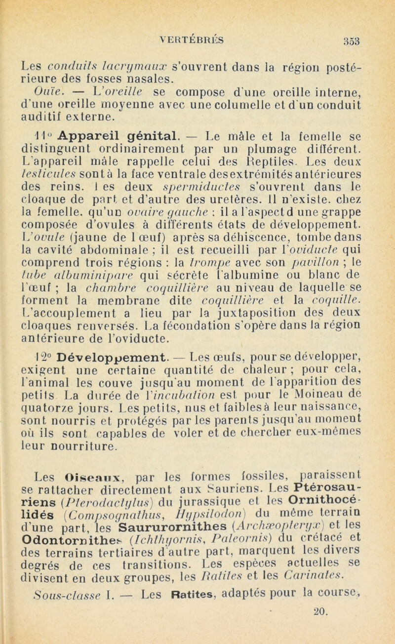 Les conduits lacrymaux s’ouvrent dans la région posté- rieure des fosses nasales. Ouïe. — L’oreille se compose d'une oreille interne, d'une oreille moyenne avec unecolumelle et d'un conduit auditif externe. M° Appareil génital. — Le mâle et la femelle se distinguent ordinairement par un plumage différent. L'appareil mâle rappelle celui des Reptiles. Les deux testicules sont à la face ventrale desextrémités antérieures des reins. 1 es deux spermiducles s’ouvrent dans le cloaque de part et d’autre des uretères. 11 n’existe, chez la femelle, qu’im ovaire gauche : il a l'aspectd une grappe composée d’ovules à différents états de développement. L’ovule (jaune de 1 œuf) après sa déhiscence, tombedans la cavité abdominale ; il est recueilli par Yoviducle qui comprend trois régions : la trompe avec son pavillon ; le tube albuminipare qui sécrète l'albumine ou blanc de l’œuf ; la chambre coquillière au niveau de laquelle se forment la membrane dite coquillière et la coquille. L’accouplement a lieu par la juxtaposition des deux cloaques renversés. La fécondation s’opère dans la région antérieure de l’oviducte. L2° Développement. — Les œufs, pour se développer, exigent une certaine quantité de chaleur; pour cela, l'animal les couve jusqu'au moment de 1 apparition des petits La durée de l'incubation est pour le Moineau de quatorze jours. Les petits, nus et faibles à leur naissance, sont nourris et protégés par les parents jusqu’au moment où ils sont capables de voler et de chercher eux-mêmes leur nourriture. Les Oiseaux, par les formes fossiles, paraissent se rattacher directement aux Sauriens. Les Ptérosau- riens (Pterodaclylus) du jurassique et les Ornithocé- lidés (Compsoynathus, Uypsilodon) du même terrain d’une part, les Saururornithes (.Arc/iæopleryx) et, les Odontornithes (Ichthyornis, Paleornis) du crétacé et des terrains tertiaires d autre part, marquent les divers degrés de ces transitions. Les espèces actuelles se divisent en deux groupes, les Ratiies et les (.urinâtes. Sous-classe I. — Les Ratites, adaptés pour la course, 20.