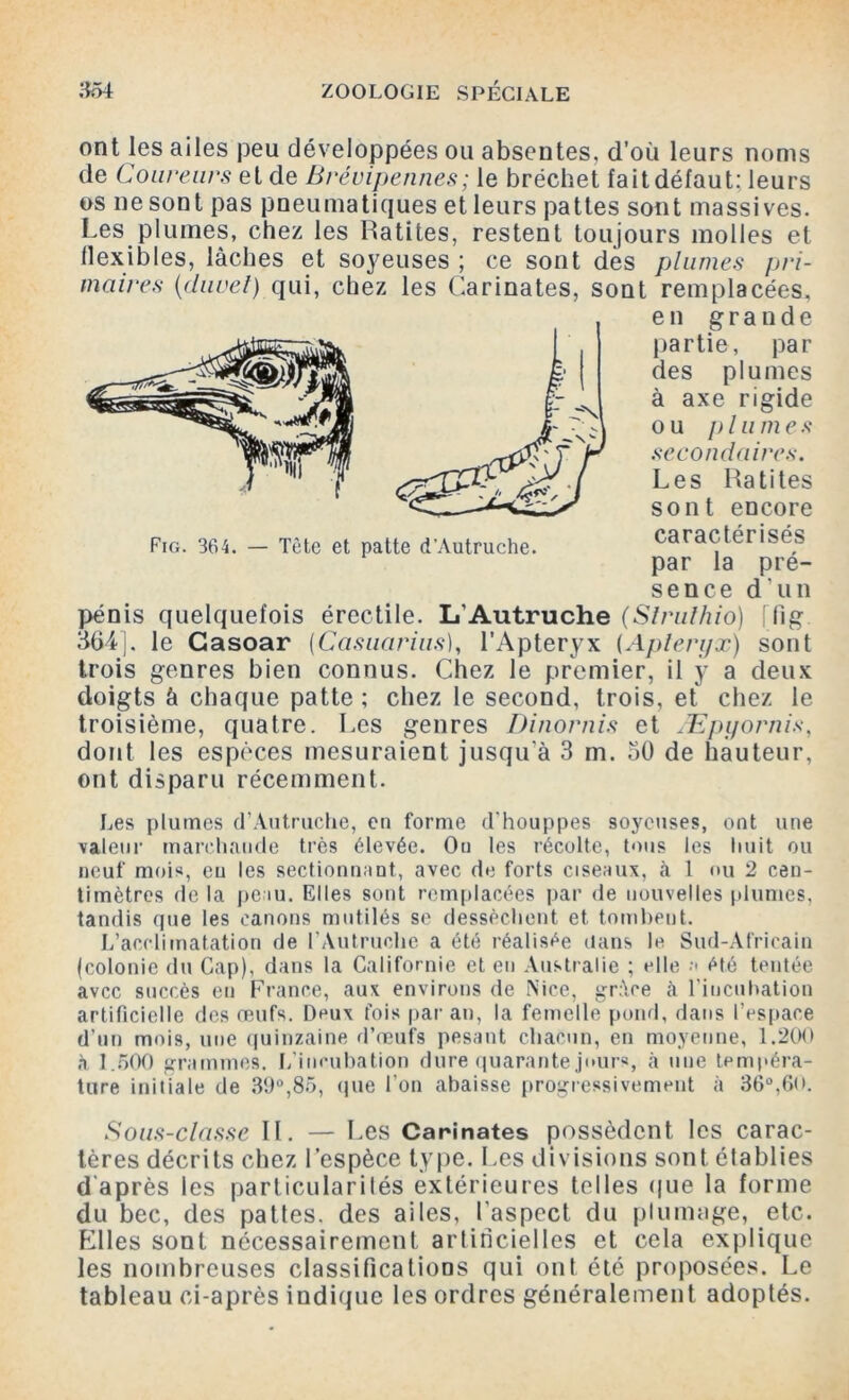 ont les ailes peu développées ou absentes, d’où leurs noms de Coureurs et de Brévipennes; le bréchet fait défaut: leurs os ne sont pas pneumatiques et leurs pattes sont massives. Les plumes, chez les Ratites, restent toujours molles et flexibles, lâches et soyeuses ; ce sont des plumes pri- maires (dure/) qui, chez les Carinates, sont remplacées. pénis quelquefois érectile. L’Autruche (Slrulhio) [lig 364], le Gasoar (Casuarius), l’Aptéryx (Aptéryx) sont trois genres bien connus. Chez le premier, il y a deux doigts à chaque patte ; chez le second, trois, et chez le troisième, quatre. Les genres Dinornis et Æpyornis, dont les espèces mesuraient jusqu'à 3 m. 50 de hauteur, ont disparu récemment. Les plumes (l'Autruche, en forme d'houppes soyeuses, ont une valeur marchande très élevée. Ou les récolte, tous les huit ou neuf mois, eu les sectionnant, avec de forts ciseaux, a 1 ou 2 cen- timètres de la peau. Elles sont remplacées par de nouvelles plumes, tandis que les canons mutilés se dessèchent et tombent. L’acclimatation de l’Autruche a été réalisée dans le Sud-Africain (colonie du Cap), dans la Californie et en Australie ; elle ;• été tentée avec succès en France, aux environs de Nice, grâce à l'incubation artificielle des œufs. Deux fois par an, la femelle pond, dans l’espace d'un mois, une quinzaine d’œufs pesant chacun, en moyenne, 1.200 à 1.500 grammes. L'incubation dure quarante jours, à une tempéra- ture initiale de 30°,85, que l’on abaisse progressivement à 36°,60. Sous-classe II. — Les Carinates possèdent les carac- tères décrits chez l’espèce type. Les divisions sont établies d après les particularités extérieures telles que la forme du bec, des pattes, des ailes, l'aspect du plumage, etc. Elles sont nécessairement artificielles et cela explique les nombreuses classifications qui ont été proposées. Le tableau ci-après indique les ordres généralement adoptés. Fig. 364. — Tète et patte d’Autruche. en grande partie, par des plumes à axe rigide ou plumes secondaires. Les Ratites sont encore caractérisés par la pré- sence d’un