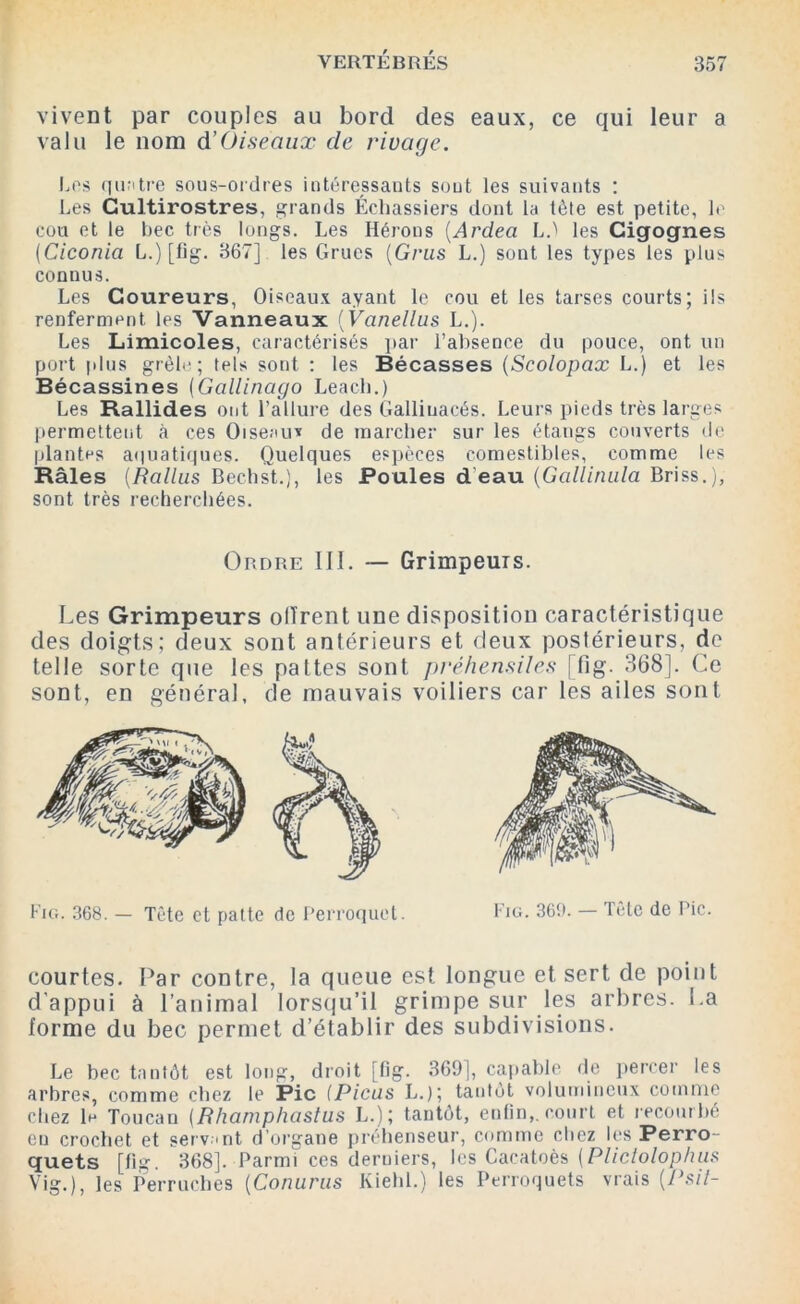 vivent par couples au bord des eaux, ce qui leur a valu le nom d’Oiseaux de rivage. Les quatre sous-ordres intéressants sont les suivants : Les Gultirostres, grands Échassiers dont la tète est petite, le cou et le bec très longs. Les Hérons (Ardea L3 les Cigognes (Ciconia L.) [fig. 367] les Grues (Grils L.) sont les types les plus connus. Les Coureurs, Oiseaux ayant le cou et les tarses courts; ils renferment les Vanneaux (Vanellus L.). Les Limicoles, caractérisés par l’absence du pouce, ont un port plus grêle; tels sont : les Bécasses (Scolopax L.) et les Bécassines (Gallinago Leacb.) Les Rallides ont l’allure des Gallinacés. Leurs pieds très larges permettent à ces Oiseau* de marcher sur les étangs couverts de plantes aquatiques. Quelques espèces comestibles, comme les Râles (Rallus Bechst.), les Poules d eau (Gallinula Briss.), sont très recherchées. Ordre III. — Grimpeurs. Les Grimpeurs olïrent une disposition caractéristique des doigts; deux sont antérieurs et deux postérieurs, de telle sorte que les pattes sont préhensiles [fig. 368]. Ce sont, en général, de mauvais voiliers car les ailes sont courtes. Par contre, la queue est longue et sert de point d'appui à l’animal lorsqu’il grimpe sur les arbres. La forme du bec permet d’établir des subdivisions. Le bec tantôt est long, droit [fig. 369], capable de percer les arbres, comme chez le Pic (Picus L.); tantôt volumineux comme chez 1h Toucan (Bhamphastus L.); tantôt, enfin,.court et recourbé en crochet et servant d’organe préhenseur, comme chez les Perro- quets [fig. 368]. Parmi ces derniers, les Cacatoès (Plictolophus Vig.), les Perruches (Conurus Kiehl.) les Perroquets vrais (Psit-