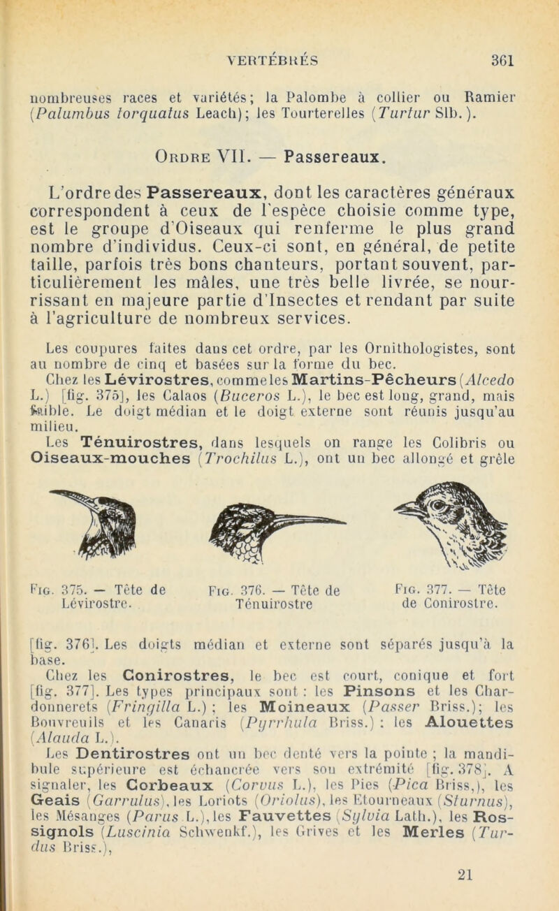 nombreuses races et variétés; la Palombe à collier ou Ramier (Palumbus torquatus Leacb); les Tourterelles (Turtiir Slb.). Ordre VIL — Passereaux. L’ordre des Passereaux, dont les caractères généraux correspondent à ceux de l'espèce choisie comme type, est le groupe d’Oiseaux qui renferme le plus grand nombre d’individus. Ceux-ci sont, en général, de petite taille, parfois très bons chanteurs, portant souvent, par- ticulièrement les mâles, une très belle livrée, se nour- rissant en majeure partie d’insectes et rendant par suite à l’agriculture de nombreux services. Les coupures faites daus cet ordre, par les Ornithologistes, sont au nombre de cinq et basées sur la forme du bec. Chez les Lévirostres, comme les Martins-Pêcheurs (Alcedo L.) [fig. 375], les Calaos (Buceros L.), le bec est long, grand, mais fciiblè. Le doigt médian et le doigt externe sont réunis jusqu’au milieu. Les Ténuirostres, dans lesquels on range les Colibris ou Oiseaux-mouches (Trochilas L.), ont un bec allongé et grêle Fig. 375. — Tête de Lévirostre. Fig. 376. — Tête de Ténuirostre Fig. 377. — Tête de Conirostre. [fig. 3761. Les doigts médian et externe sont séparés jusqu’à la base. Chez les Conirostres, le bec est court, conique et fort [fig. 377]. Les types principaux sont : les Pinsons et les Char- donnerets (.Fringilla L.) ; les Moineaux (Passer Briss.); les Bouvreuils et les Canaris (Pyrrhula Briss.) : les Alouettes (Alauda L.). Les Dentirostres ont un bec denté vers la pointe ; la mandi- bule supérieure est échancrée vers sou extrémité [fig. 378], A signaler, les Corbeaux (Corvus L.), les Pies (Pica Pniss,), les Geais (Garralas), les Loriots (Oriolus), les Etourneaux (Siurnus), les Mésanges (Paras L.),les Fauvettes (Sylvia Lath.), les Ros- signols (Luscinia Schwenkf.), les Grives et les Merles (Tar- das Briss.), 21