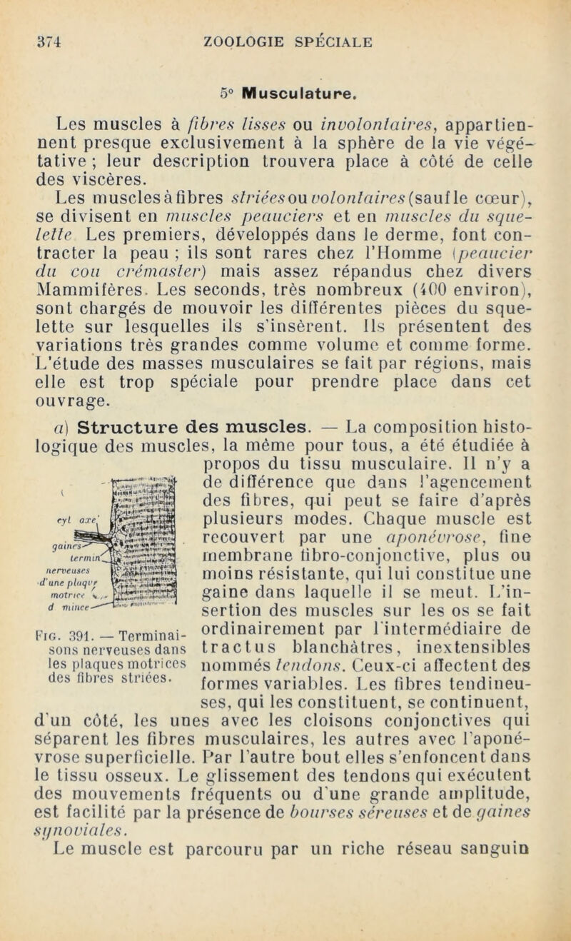 5° Musculature. Les muscles à fibres lisses ou involontaires, appartien- nent presque exclusivement à la sphère de la vie végé- tative ; leur description trouvera place à côté de celle des viscères. Les musclesàfibres striées ou volontaires (saufle cœur , se divisent en muscles peauciers et en muscles du sque- lette Les premiers, développés dans le derme, font con- tracter la peau ; ils sont rares chez l’Homme (peaucier du cou crémasler) mais assez répandus chez divers Mammifères. Les seconds, très nombreux (400 environ), sont chargés de mouvoir les différentes pièces du sque- lette sur lesquelles ils s’insèrent. Ils présentent des variations très grandes comme volume et comme forme. L’étude des masses musculaires se fait par régions, mais elle est trop spéciale pour prendre place dans cet ouvrage. nerveuses d’une pliiqvr motrice d minet ..JX, hâirH'41 1 T! a) Structure des muscles. — La composition histo- logique des muscles, la même pour tous, a été étudiée à propos du tissu musculaire. Il n’y a de différence que dans l’agencement des fibres, qui peut se faire d’après plusieurs modes. Chaque muscle est recouvert par une aponévrose, fine membrane tibro-conjonctive, plus ou moins résistante, qui lui constitue une gaine dans laquelle il se meut. L’in- sertion des muscles sur les os se fait ordinairement par l'intermédiaire de trac tus blanchâtres, inextensibles nommés tendons. Ceux-ci affectent des formes variables. Les fibres tendineu- ses, qui les constituent, se continuent, d'un côté, les unes avec les cloisons conjonctives qui séparent les fibres musculaires, les autres avec l'aponé- vrose superficielle. Par l'autre bout elles s’enfoncent dans le tissu osseux. Le glissement des tendons qui exécutent des mouvements fréquents ou d'une grande amplitude, est facilité par la présence de bourses séreuses et de gaines sgnoviales. Le muscle est parcouru par un riche réseau sanguin ig. 391. — Terminai- sons nerveuses dans les plaques motrices des fibres striées.