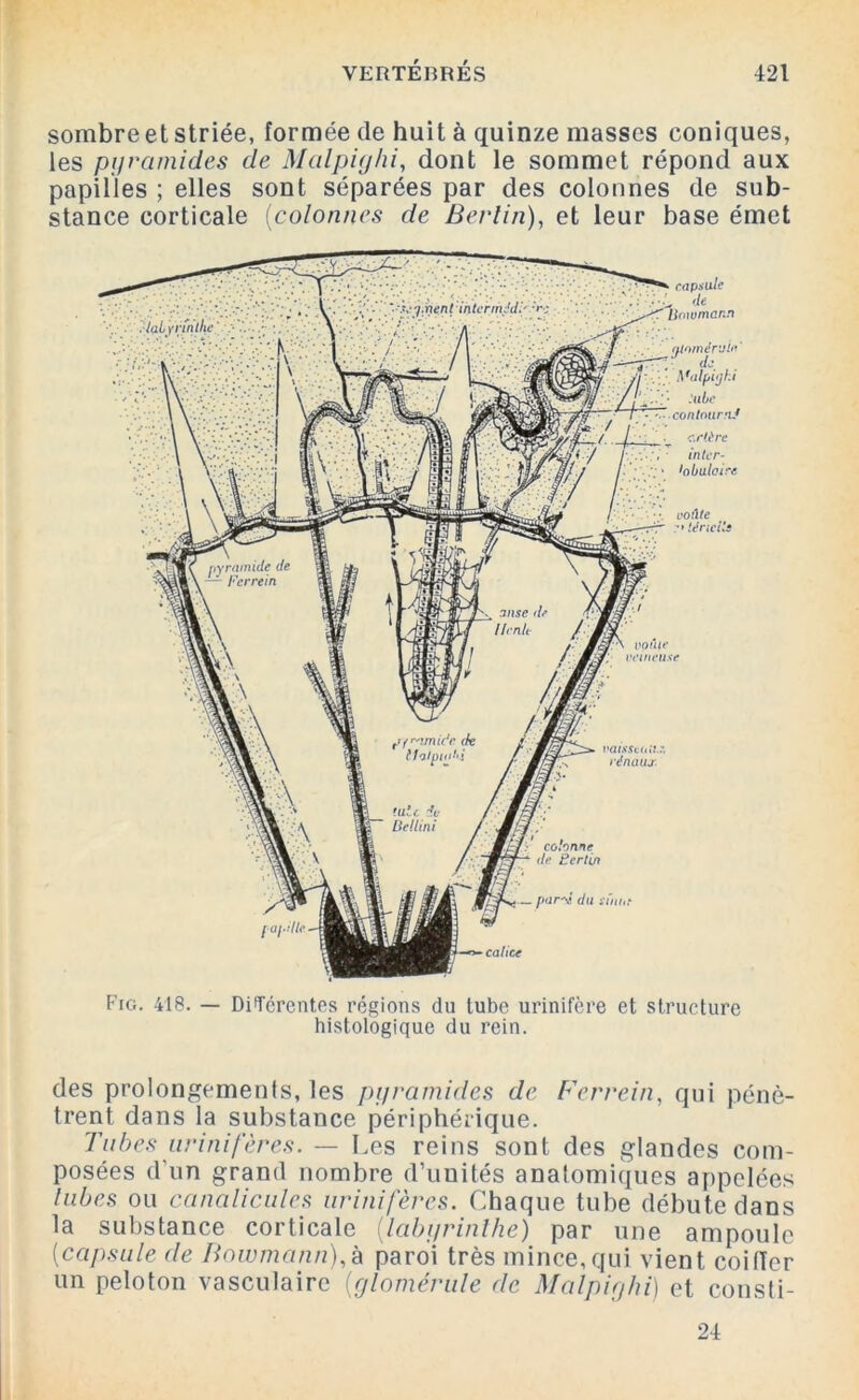 sombre et striée, formée de huit à quinze masses coniques, les pyramides de Malpighi, dont le sommet répond aux papilles ; elles sont séparées par des colonnes de sub- stance corticale (colonnes de Berlin), et leur base émet Fig. 418. — Différentes régions du tube urinifère et structure histologique du rein. des prolongements, les pyramides de Ferrein, qui pénè- trent dans la substance périphérique. Tubes urinifères. — Les reins sont des glandes com- posées d’un grand nombre d’unités anatomiques appelées tabes ou canalicules urinifères. Chaque tube débute dans la substance corticale (labyrinthe) par une ampoule [capsule de Bnwmann),à paroi très mince,qui vient coiffer un peloton vasculaire [glomérule de Malpighi) et consti- 24