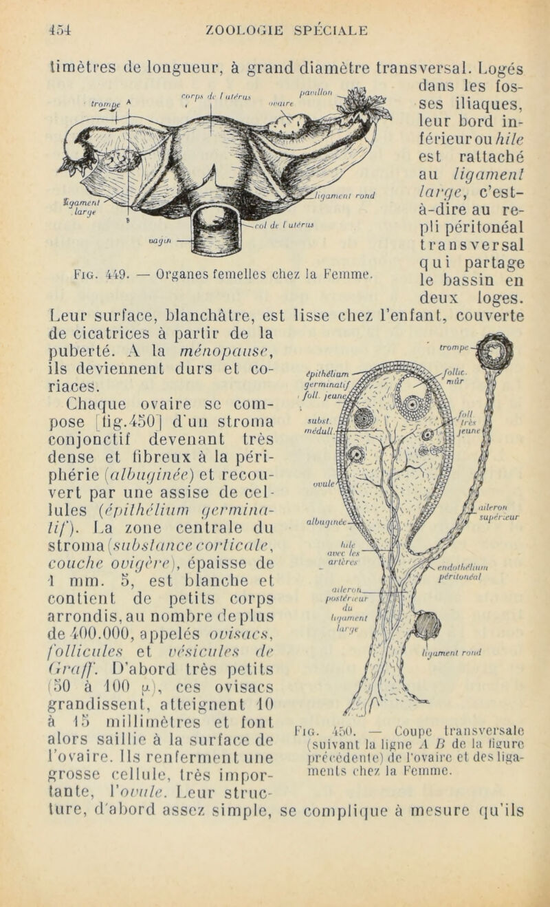 trompe forft,s iiv I utérus timètres de longueur, à grand diamètre transversal. Logés dans les fos- ses iliaques, leur bord in- férieurou hile est rattaché au ligament large, c’est- à-dire au re- pli péritonéal transversai qui partage le bassin en deux loges. Leur surface, blanchâtre, est lisse chez l’enfant, couverte de cicatrices à partir de la Ügament lary, igame ni rond Fig. 449. — Organes femelles chez la Femme. ménopause, durs et co- épithélium germinatif full jeurity subiit. rnédull ovule albuginée aileron supérieur puberté. A la ils deviennent riaces. Chaque ovaire se com- pose [lig.450| d'un stroma conjonctif devenant très dense et fibreux à la péri- phérie (albuginée) et recou- vert par une assise de cel- lules {épilhélium germina- tif). La zone centrale du stroma {substance corticale, couche ouigère), épaisse de 1 mm. 5, est blanche et contient de petits corps arrondis, au nombre de plus de 400.000, appelés ovisacs, follicules et vésicules (le Graff. D’abord très petits (50 à 100 g), ces ovisacs grandissent, alteignent 10 à 15 millimètres et font, alors saillie à la surface de l’ovaire. Ils renferment une grosse cellule, très impor- tante, Yovule. Leur struc- ture, d'abord assez simple, se complique à mesure qu’ils houmenl rond IG 450. — Coupc transversale (suivant la ligne A B de la figure précédente) de l’ovaire et des liga- ments chez la Femme.