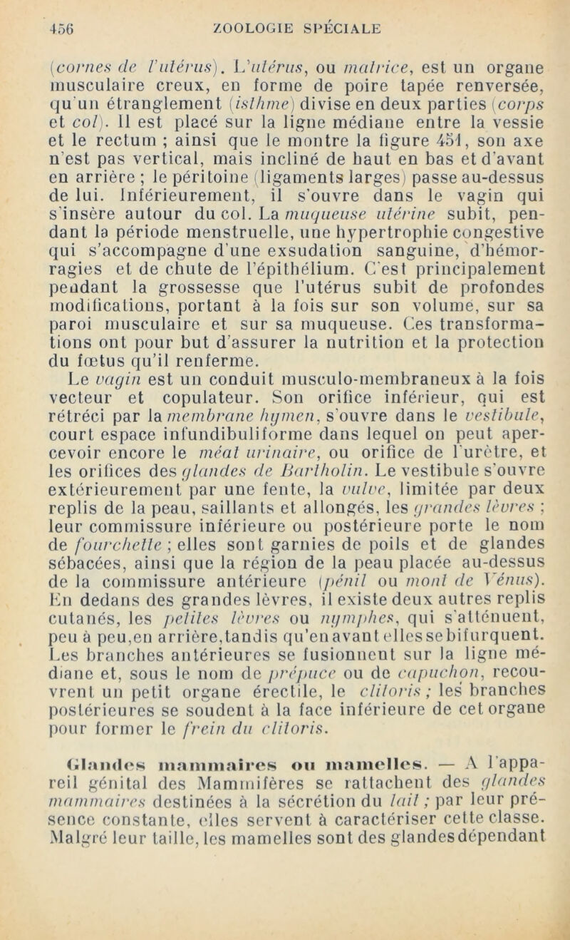 [cornes de l’utérus). L'utérus, ou matrice, est un organe musculaire creux, en forme de poire tapée renversée, qu'un étranglement (isthme) divise en deux parties (corps et col). 11 est placé sur la ligne médiane entre la vessie et le rectum ; ainsi que le montre la ligure 451, son axe n'est pas vertical, mais incliné de haut en bas et d’avant en arrière ; le péritoine (ligaments larges) passe au-dessus de lui. Inférieurement, il s’ouvre dans le vagin qui s'insère autour du col. La muqueuse utérine subit, pen- dant la période menstruelle, une hypertrophie congestive qui s’accompagne d’une exsudation sanguine, d'hémor- ragies et de chute de l’épithélium. C’est principalement pendant la grossesse que l’utérus subit de profondes modifications, portant à la fois sur son volume, sur sa paroi musculaire et sur sa muqueuse. Ces transforma- tions ont pour but d’assurer la nutrition et la protection du fœtus qu’il renferme. Le vagin est un conduit musculo-membraneux à la fois vecteur et copulateur. Son orifice inférieur, qui est rétréci par la membrane hymen, s'ouvre dans le vestibule, court espace inlundibuliforme dans lequel on peut aper- cevoir encore le méat urinaire, ou orifice de l'urètre, et les orifices des glandes de Bartholin. Le vestibule s’ouvre extérieurement par une fente, la vulve, limitée par deux replis de la peau, saillants et allongés, les grandes lèvres ; leur commissure inférieure ou postérieure porte le nom de fourchette ; elles sont garnies de poils et de glandes sébacées, ainsi que la région de la peau placée au-dessus de la commissure antérieure (pénil ou mont de Vénus). En dedans des grandes lèvres, il existe deux autres replis cutanés, les petites lèvres ou nymphes, qui s'atténuent, peu à peu,en arrière,tandis qu’en avant ellessebifurquent. Les branches antérieures se fusionnent sur la ligne mé- diane et, sous le nom de prépuce ou de capuchon, recou- vrent un petit organe érectile, le clitoris ; les branches postérieures se soudent à la face inférieure de cet organe pour former le frein du clitoris. Glandes mammaires on mamelles. — A 1 appa- reil génital des Mammifères se rattachent des glandes mammaires destinées à la sécrétion du lait ; par leur pré- sence constante, elles servent à caractériser cette classe. Malgré leur taille, les mamelles sont des glandesdépendant