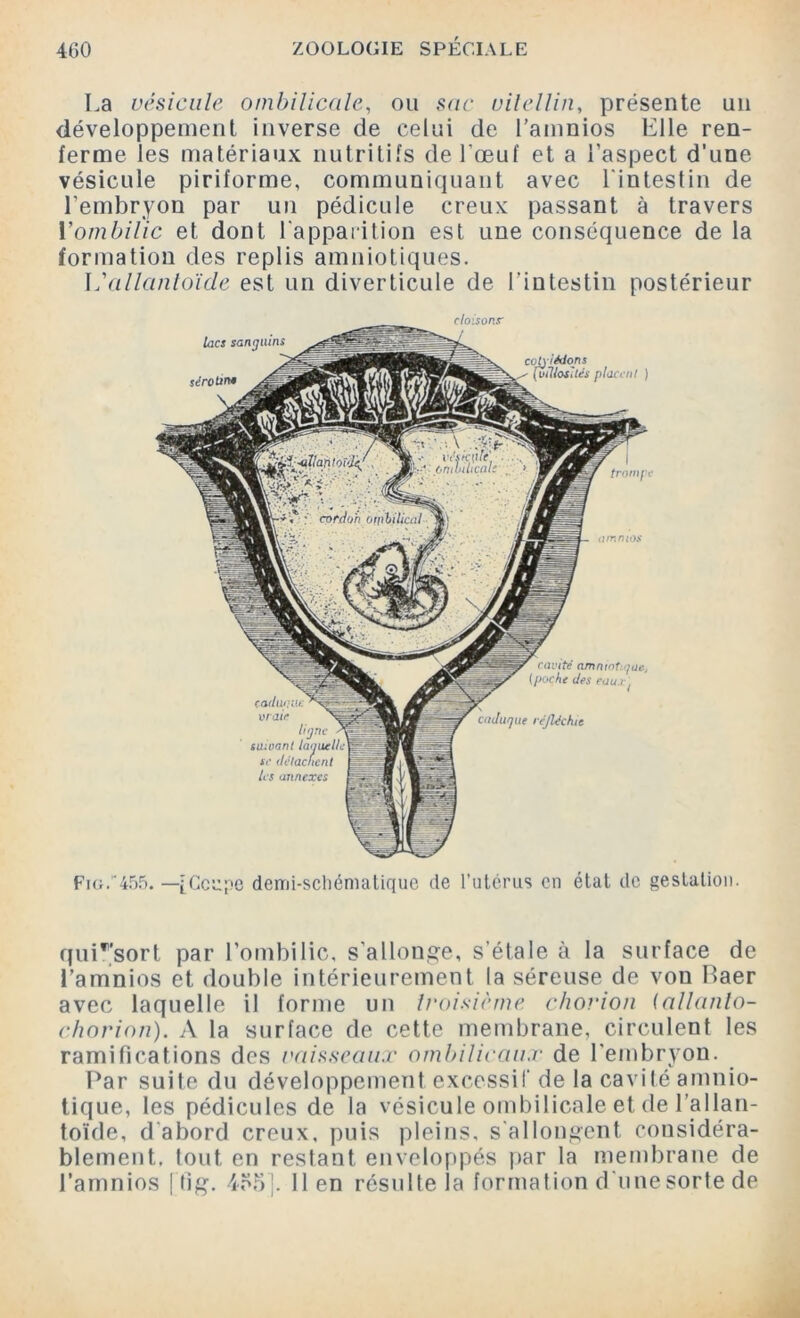 La vésicule ombilicale, ou sac vilellin, présente un développement inverse de celui de l’amnios Elle ren- ferme les matériaux nutritifs de l’œuf et a l’aspect d'une vésicule piriforme, communiquant avec l’intestin de l’embryon par un pédicule creux passant à travers Yombilic et dont l’apparition est une conséquence de la formation des replis amniotiques. 1,'allantoïde est un diverticule de l’intestin postérieur Fig.455. —fCcupc demi-schématique de l’utérus en état de gestation. quP’sort par l’ombilic, s'allonge, s’étale à la surface de l’amnios et double intérieurement la séreuse de von Baer avec laquelle il forme un troisième chorion (allanlo- chorion). A la surface de cette membrane, circulent les ramifications des vaisseaux ombilicaux de l’embryon. Par suite du développement excessif de la cavité amnio- tique, les pédicules de la vésicule ombilicale et de l’allan- toïde, d abord creux, puis pleins, s allongent considéra- blement. tout en restant enveloppés par la membrane de l’amnios Itig. 4ë5’. lien résulte la formation d'une sorte de