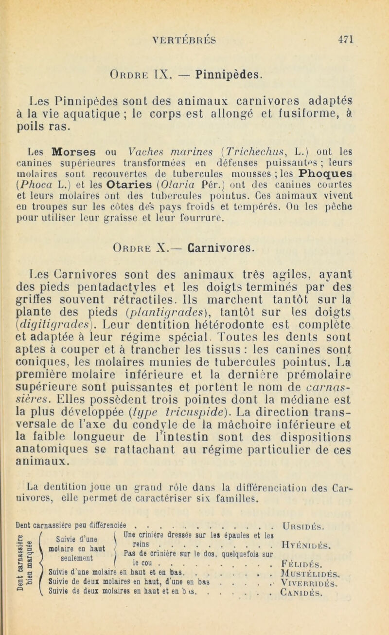 Ordre IX. — Pinnipèdes. Les Pinnipèdes sont des animaux carnivores adaptés à la vie aquatique; le corps est allongé et fusiforme, à poils ras. Les Morses ou Vaches marines (Trichechus, L.) ont les canines supérieures transformées en défenses puissantes ; leurs molaires sont recouvertes de tubercules mousses ; les Phoques (Phoca L.) et les Otaries (Olaria Pér.) ont des canines courtes et leurs molaires ont des tubercules pointus. Ces animaux vivent en troupes sur les côtes des pays froids et tempérés. Ou les pèche pour utiliser leur graisse et leur fourrure. Ordre X.— Carnivores. Les Carnivores sont des animaux très agiles, ayant des pieds penladactyles et les doigts terminés par des grilles souvent rétractiles. Ils marchent tantôt sur la plante des pieds (plantigrades), tantôt sur les doigts (digitigrades). Leur dentition hétérodonte est complète et adaptée à leur régime spécial. Toutes les dents sont aptes à couper et à trancher les tissus : les canines sont coniques, les molaires munies de tubercules pointus. La première molaire inférieure et la dernière prémolaire supérieure sont puissantes et portent le nom de carnas- sières. Elles possèdent trois pointes dont la médiane est la plus développée {type Iricnspide). La direction trans- versale de l’axe du condyle de ia mâchoire inférieure et la faible longueur de l’intestin sont des dispositions anatomiques se rattachant au régime particulier de ces animaux. La dentition joue un grand rôle dans la différenciation des Car- nivores, elle permet de caractériser six familles. Dent carnassière peu différenciée £ ( Suivie d’une l üne criniére dre88ée sur le* épaules et les «a \ molaire en haut D * « g- y seulement ) Pas de cnmere sur *e dos- Quelquefois sur “ai Suivie d'une molaire en haut et en bas gS [ Suivie de deux molaires en haut, d'une en bas ■ Q \ Suivie de deux molaires en haut et en b ts Ursidks. Hyénidés. Fklidés. M USTKLIDÉS. ViVERRIDÉS. Canidés.