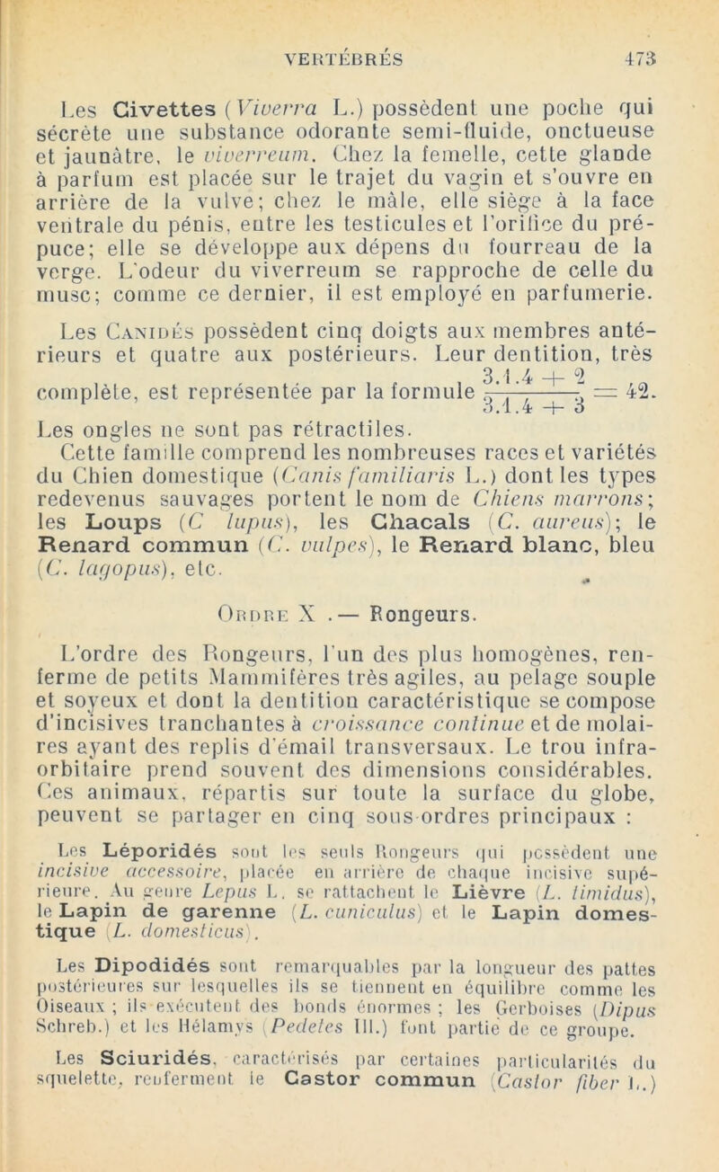 Les Civettes ( Viuevva L.) possèdent une poche qui sécrète une substance odorante semi-fluide, onctueuse et jaunâtre, le viuerream. Chez la femelle, cette glande à parfum est placée sur le trajet du vagin et s’ouvre en arrière de la vulve; chez le mâle, elle siège à la face ventrale du pénis, entre les testicules et l’orilice du pré- puce; elle se développe aux dépens du fourreau de la verge. L'odeur du viverreum se rapproche de celle du musc; comme ce dernier, il est employé en parfumerie. Les Canidés possèdent cinq doigts aux membres anté- rieurs et quatre aux postérieurs. Leur dentition, très 3.1.4 + 2 complète, est représentée par la formule 3.1.4 h- 3 = 42. Les ongles ne sont pas rétractiles. Cette famille comprend les nombreuses races et variétés du Chien domestique (Canis familiaris L.) dont les types redevenus sauvages portent le nom de Chiens marrons; les Loups (C lupus), les Chacals (C. aurais); le Renard commun (C. vulpes), le Renard blanc, bleu (C. lagopus), etc. Ordre X .— Rongeurs. L’ordre des Rongeurs, l'un des plus homogènes, ren- ferme de petits Mammifères très agiles, au pelage souple et soyeux et dont la dentition caractéristique se compose d’incisives tranchantes à croissance continue et de molai- res ayant des replis d’émail transversaux. Le trou infra- orbitaire prend souvent des dimensions considérables. Ces animaux, répartis sur toute la surface du globe, peuvent se partager en cinq sous ordres principaux : Los Léporidés sont les seuls Rongeurs qui possèdent une incisive accessoire, placée en arrière de chaque incisive supé- rieure. Au genre Lepas L. se rattachent le Lièvre (L. timidus), le Lapin de garenne (L. cuniculus) et le Lapin domes- tique [L. domesticus). Les Dipodidés sont remarquables par la longueur des pattes postérieures sur lesquelles ils se tiennent en équilibre comme les Oiseaux ; ils exécutent des bonds énormes ; les Gerboises [Dipus Schreb.) et les Hélamvs (Pedetes 111.) font partie de ce groupe. Les Sciuiûdés, caractérisés par certaines particularités du squelette, renferment le Castor commun (Castor fibev L.)