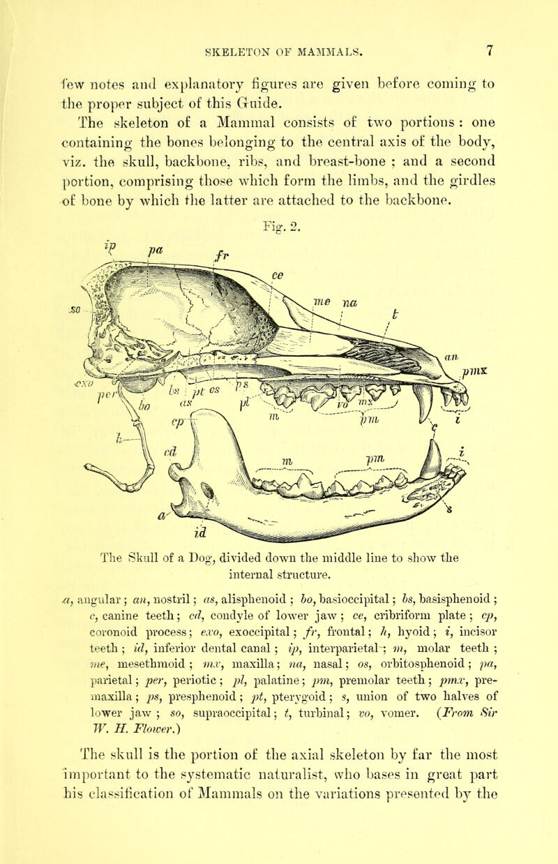 few notes and explanatory figures are given before coming to the proper subject of this Guide. The skeleton of a Mammal consists of two portions : one containing the bones belonging to the central axis of the body, viz. the skull, backbone, ribs, and breast-bone ; and a second portion, comprising those which form the limbs, and the girdles of bone by which the latter are attached to the backbone. Fig. 2. The Skull of a Fog, divided down the middle line to show the internal structure. angular ; an, nostril; as, alisphenoid ; ho, basioccipital; hs, hasisphenoid ; c, canine teeth; cd, condyle of lower jaw; ce, cribriform plate; cp, coronoid process; ex'o, exoccipital; fr, frontal; h, hyoid ; incisor teeth ; id, inferior dental canal ; ip, interparietal '>n, molar teeth ; me, mesethmoid ; mx, maxilla; na, nasal; os, orbitosphenoid; pa, parietal; per, periotic; pi, palatine; pm, premolar teeth; prnx, pre- maxilla ; presphenoid ; pt, pterygoid; s, union of two halves of lower jaw; so, supraoccipital; t, turbinal; vo, vomer. (^From Sir TV. H. Flower.) The skull is the portion of the axial skeleton by far the most important to the systematic naturalist, who bases in great part his classification of Mammals on the variations presented by the
