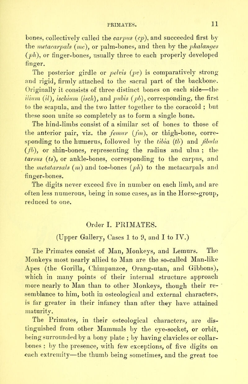 bones, collectively called the carpus (c/>), and succeeded first by the metacarpah (pmc), or palm-bones, and then by plialanyes (joA), or finger-bones, usually three to each properly developed finger. The posterior girdle or pelvis {pv) is comparatively strong and rigid, firmly attached to the sacral part of the backbone. Originally it consists of three distinct bones on each side—the ilium (il), ischium {isell), pubis corresponding, the first to the scapula, and the two latter together to the coracoid ; but these soon unite so completely as to form a single bone. The hind-limbs consist of a similar set of bones to those of the anterior pair, viz. the femur {fm\ or thigh-bone, corre- sponding to the humerus, followed by the tibia [tb') and fibula (fb), or shin-bones, representing the radius and ulna ; the tarsus (ts'), or ankle-bones, corresponding to the carpus, and the metatarsals (w) and toe-bones [pli) to the metacarpals and fin oer-bones. The digits never exceed five in number on each limb, and are often less numerous, being in some cases, as in the Horse-group, reduced to one. Order I. PRIMATES. (Upper Gallery, Cases 1 to 9, and I to IV.) The Primates consist of Man, Monkeys, and Lemurs. The Monkeys most nearly allied to Man are the so-called Man-like Apes (the Gorilla, Chimpanzee, Orang-utan, and Gibbons), which in many points of their internal structure approach more nearly to Man than to other Monkeys, though their re- semblance to him, both in osteological and external characters, is far greater in their infancy than after they have attained maturity. The Primates, in their osteological characters, are dis- tinguished from other Mammals by the eye-socket, or orbit, being surrounded by a bony plate ; by having clavicles or collar- bones ; by the presence, with few exceptions, of five digits on each extremity—the thumb being sometimes, and the great toe