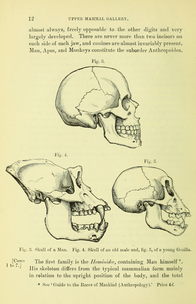 almost always, freely opposable to the other digits and very largely developed. There are never more than two incisors on each side of each jaw, and canines are almost invariably present. Man, Apes, and Monkeys constitute the suborder Anthropoidea. Fig. 8. Fiy. 3. Skull of a Mau. Fig. 4. Skull of an old male and, fig. 5, of a young Gorilla. [Cases 1 to 7.] The first family is the Homimdfjc, containing Man himself His skeleton differs from the typical mammalian form mainly in relation to the upright position of the body, and the total * See ‘ Guide to the Faces of Mankind (Anthropology).’ Price 4d