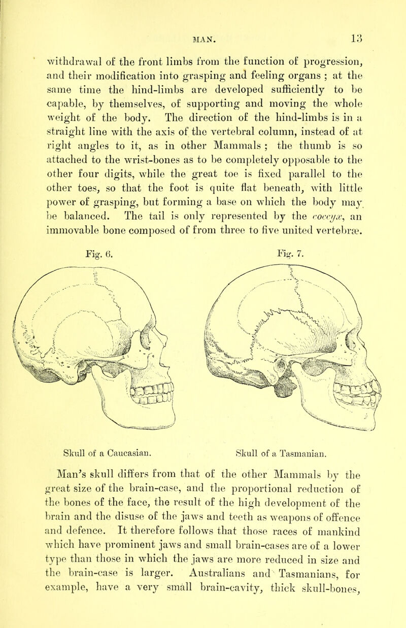 withdrawal o£ the front limbs from the function of progression, and their modification into grasping and feeling organs ; at the same time the hind-limbs are developed sufficiently to be capable, by themselves, of supporting and moving the whole weight of the body. The direction of the hind-limbs is in a straight line with the axis of the vertebral column, instead of at right angles to it, as in other Mammals ; the thumb is so attached to the wrist-bones as to be completely opposable to the other four digits, while the great toe is fixed parallel to the other toes, so that the foot is quite flat beneath, with little power of grasping, but forming a base on which the body may, be balanced. The tail is only represented by the rotrya-, an immovable bone composed of from three to five united vertebrae. Fig. 6. Fig. 7. Skull of a Caucasian. Skull of a Tasmanian. Man^s skull differs from that of the other Mammals by the great size of the brain-case, and the proportional reduction of the bones of the face, the result of the high development of the brain and the disuse of the jaws and teeth as weapons of offence and defence. It therefore follows that those races of mankind which have prominent jaws and small brain-cases are of a lower type than those in which the jaws are more reduced in size and the brain-case is larger. Australians and Tasmanians, for example, have a very small brain-cavity, thick skull-bones.