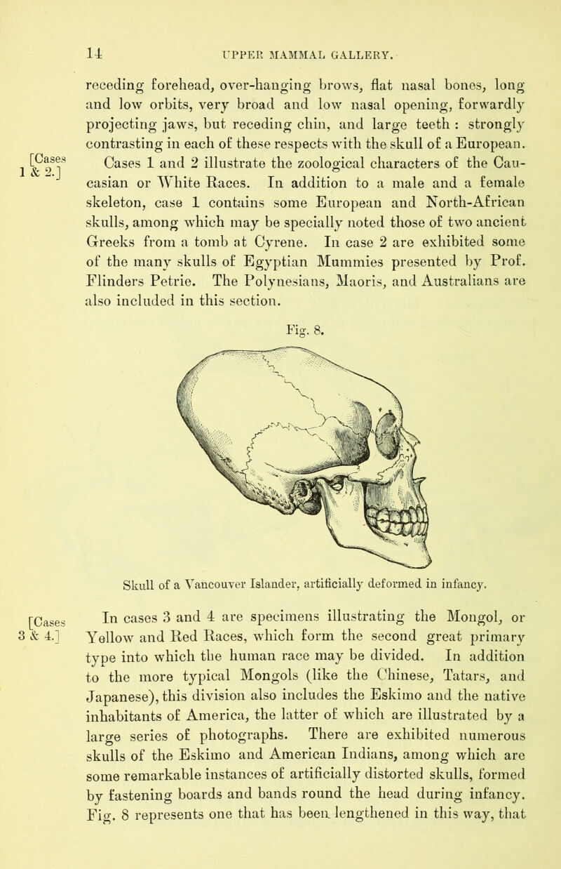 receding forehead, over-hanging brows, flat nasal bones, long and low orbits, very broad and low nasal opening, forwardly projecting jaws, but receding chin, and large teeth : strongly contrasting in each of these respects with the skull of a European. Cases 1 and 2 illustrate the zoological characters of the Cau- casian or White Races. In addition to a male and a female skeleton, case 1 contains some European and North-African skulls, among which may be specially noted those of two ancient Greeks from a tomb at Cyrene. In case 2 are exhibited some of the many skulls of Egyptian Mummies presented by Prof. Flinders Petrie. The Polynesians, Maoris, and Australians are also included in this section. Fig. 8. Skull of a Vancouver Islander, artificially deformed in infancy. In cases 3 and 4 are specimens illustrating the Mongol, or Yellow and Red Races, which form the second great primary type into which the human race may be divided. In addition to the more typical Mongols (like the Chinese, Tatars, and Japanese), this division also includes the Eskimo and the native inhabitants of America, the latter of which are illustrated by a large series of photographs. There are exhibited numerous skulls of the Eskimo and American Indians, among which are some remarkable instances of artificially distorted skulls, formed by fastening boards and bands round the head during infancy. Fig. 8 represents one that has been lengthened in this way, that