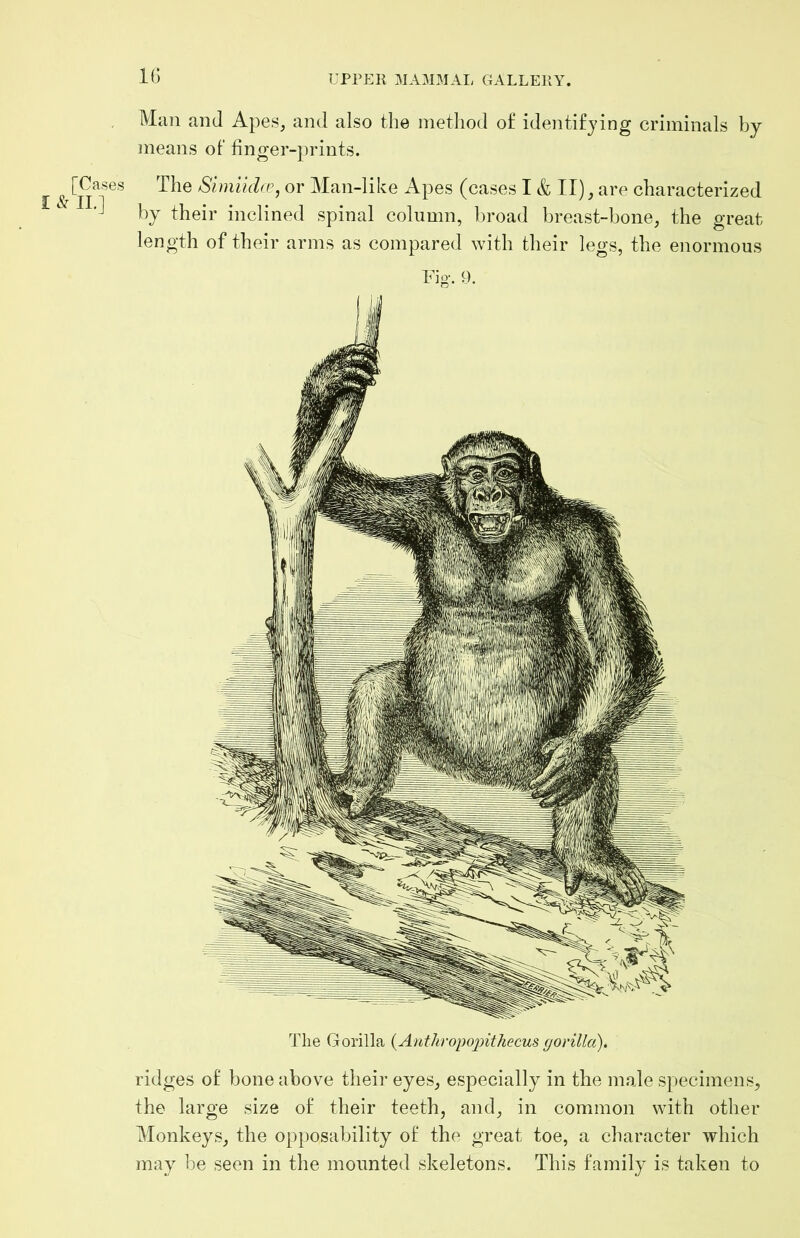 The Gorilla {Anthropoiyithecus (jorilld). ridges o£ bone above their eyes^ especially in the male specimens, the large size o£ their teeth, and, in common with other Monkeys, the opposability of the great toe, a character which may be seen in the mounted skeletons. This family is taken to UPPER MAMMAL GALLERY. [Cases I & II.] Man and Apes, and also the method of identifying criminals by means of finger-prints. The Simiid(P, or Man-like Apes (cases I & II), are characterized by their inclined spinal column, broad breast-bone, the great length of their arms as compared with their legs, the enormous Fio-. 9.