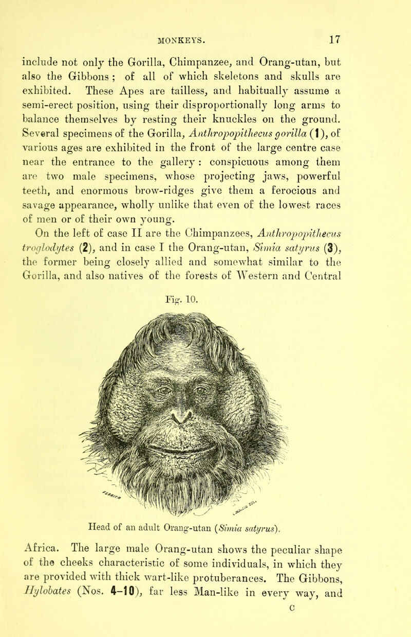 inclnde not onlj the Gorilla, Chimpanzee, and Orang-utan, but also the Gibbons ; of all of which skeletons and skulls are exhibited. These Apes are tailless, and habitually assume a semi-erect position, using their disproportionally long arms to balance themselves by resting their knuckles on the ground. Several specimens of the Gorilla, AntliropopitJiecus gorilla (1), of various ages are exhibited in the front of the large centre case near the entrance to the gallery : conspicuous among them are two male specimens, whose projecting jaws, powerful teeth, and enormous brow-ridges give them a ferocious and savage appearance, wholly unlike that even of the lowest races of men or of their own young. On the left of case II are the Chimpanzees, Antliropopitliecus troglodytes (2), and in case I the Orang-utan, Simla satyrus (3), the former being closely allied and somewhat similar to the Gorilla, and also natives of the forests of Western and Central Fig. 10. Head of an adult Orang-utan {Simia satyrus). Africa. The large male Orang-utan shows the peculiar shape of the cheeks characteristic of some individuals, in which they are provided with thick wart-like protuberances. The Gibbons, Hylohates (Nos. 4-10), far less Man-like in every way, and c