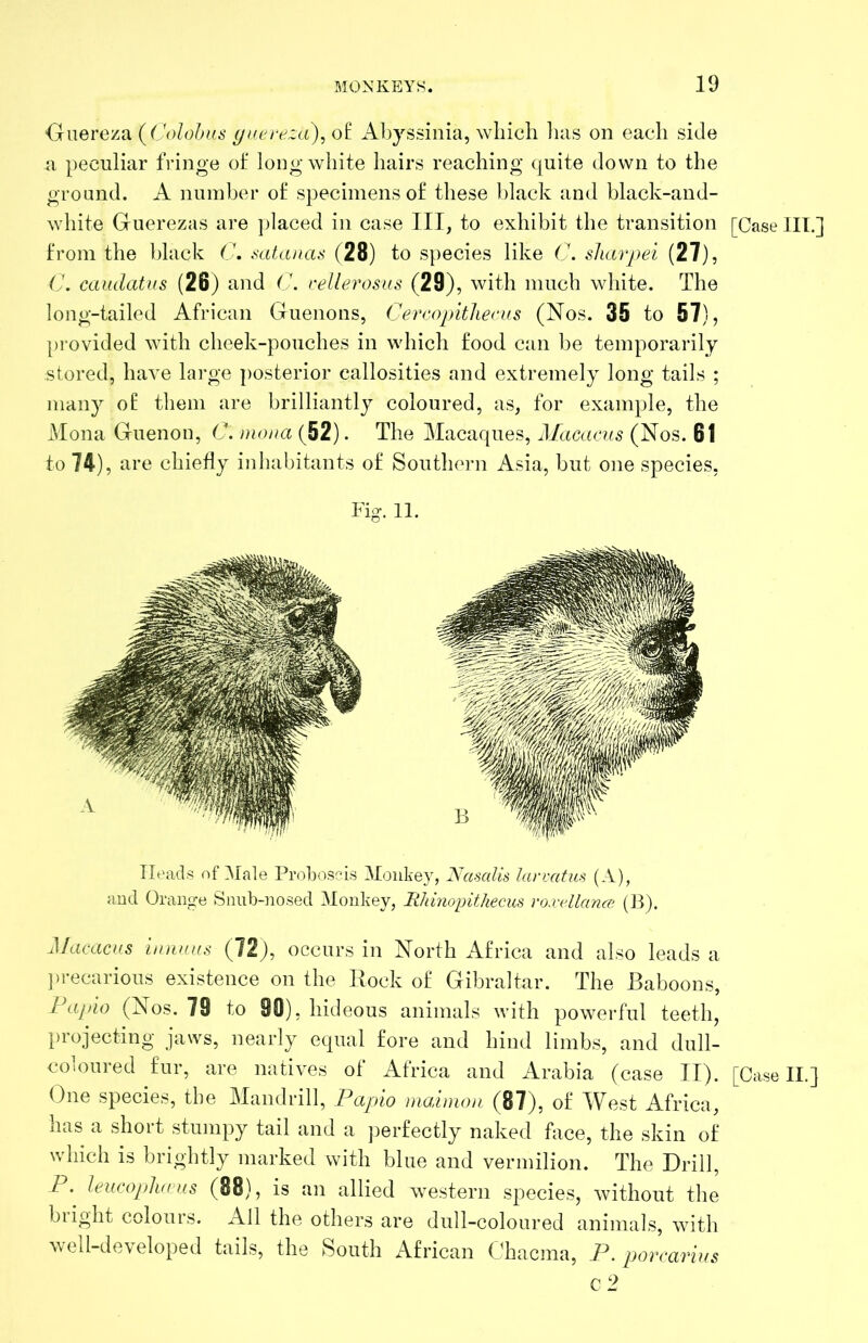 'Giieve'/Ai (Colohns ^itereza), ol Abyssinia, wliicli lias on each side a peculiar fringe of long white hairs reaching quite down to the ground. A nuinher of specimens of these black and black-and- white Guerezas are ]>laced in case III, to exhibit the transition [Case HI.] from the black C, mtancu^ (28) to species like C. sliarpei (27), 6'. camlatus (26) and (J. rellerosus (29), with much white. The long-tailed African Guenons, CercopitlievKS (Nos. 35 to 57), provided with cheek-pouches in which food can be temporarily stored, have large posterior callosities and extremely long tails ; many of them are brilliantly coloured, as, for example, the Mona Guenon, C. moiia (52). The Macaques, ^Macacvs (Nos. 61 to 74), are chiefly inhabitants of Southern Asia, but one species, Fig. 11. Heads of Male Prol:)os':*is Monkey, Nasalis larmtus (A), and Orange Snub-nosed Monkey, Rhinopithecus yo.vellance (]^). ^lacams iiuwa.^ (72), occurs in North Africa and also leads a ])iecarious existence on the Rock of Gibraltar. The Baboons, Fapio (Nos. 79 to 90), hideous animals with powerful teeth, projecting jaws, nearly equal fore and hind limbs, and dull- coloured fur, are natives of Africa and Arabia (case IT). [Case II.] One species, the Mandrill, Papio maimou (87), of West Africa, has a short stumpy tail and a ])erfectly naked face, the skin of which is brightly marked with blue and vermilion. The Drill, P. leucoplid us (88), is an allied western species, without the bright colours. All the others are dull-coloured animals, with well-developed tails, the South African Chacma, P. porearius c 2