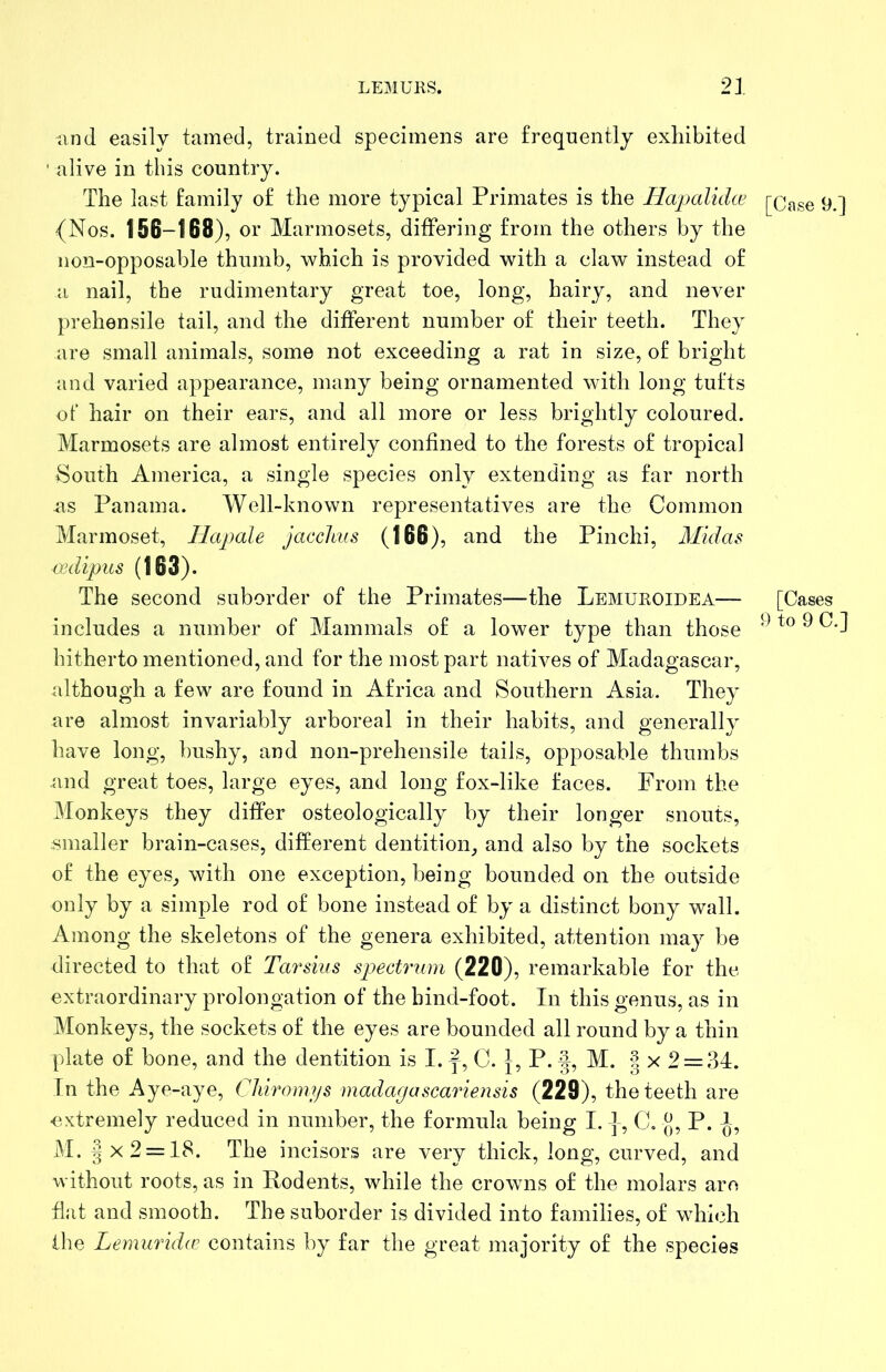 and easily tamed, trained specimens are frequently exhibited ' alive in this country. The last family of the more typical Primates is the Hapalidce [c^se 9.] {Nos. 156-168), or Marmosets, differing from the others by the non-opposable thumb, which is provided with a claw instead of a nail, the rudimentary great toe, long, hairy, and never prehensile tail, and the different number of their teeth. They are small animals, some not exceeding a rat in size, of bright and varied appearance, many being ornamented with long tufts of hair on their ears, and all more or less brightly coloured. Marmosets are almost entirely confined to the forests of tropical South America, a single species only extending as far north as Panama. Well-known representatives are the Common Marmoset, Hapale jacclms (166), and the Pinchi, Midas cedipus (163). The second suborder of the Primates—the Lemuroidea— [Cases includes a number of Mammals of a lower type than those ^ hitherto mentioned, and for the most part natives of Madagascar, although a few are found in Africa and Southern Asia. They are almost invariably arboreal in their habits, and generally have long, bushy, and non-prehensile tails, opposable thumbs and great toes, large eyes, and long fox-like faces. From the Monkeys they differ osteologically by their longer snouts, smaller brain-cases, different dentition^ and also by the sockets of the eyes_, with one exception, being bounded on the outside only by a simple rod of bone instead of by a distinct bony wall. Among the skeletons of the genera exhibited, attention may be directed to that of Tarsius spectrum (220), remarkable for the extraordinary prolongation of the bind-foot. In this genus, as in Monkeys, the sockets of the eyes are bounded all round by a thin plate of bone, and the dentition is I. p, C. P. M. | x 2 = 34. In the Aye-aye, Chiromys madagascariensis (229), the teeth are extremely reduced in number, the formula being I. C. {J, P. J, M. I X 2 = 18. The incisors are very thick, long, curved, and without roots, as in Rodents, while the crowns of the molars are flat and smooth. The suborder is divided into families, of which the Lemuruhe contains by far the great majority of the species