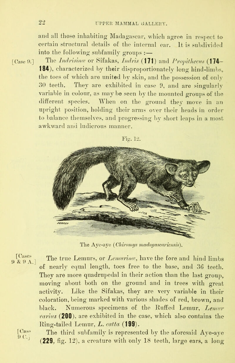 99 UPPER MAMBIAL UALLERY. [Case 9.] [Cases 9 cV' 9 A.] and all those inhabiting Madagascar, which agree in res[»ect to certain structural details of the internal ear. It is subdivided into the following subfamily groups :— The Imlrisimi’ or Sifakas, Imlris (171) and ProjntJiecKS (174- 184), characterized by their dispro})ortionately long hind-liin])S,. the toes of which are united by skin, and the possession of only do teeth. They are exhibited in case 0, and are singularly variable in colour, as may be seen by the mounted groups of the different species. When on the ground they move in an upright position, holding their arms over their heads in order to balance themselves, and progressing by short leaps in a most awkward and ludicrous manner. Fig-. 12. The Aye-aye [Chiromys madayascariensis). The true Lemurs, or Lemurina\ have the fore and hind limbs of nearly equal length, toes free to the base, and dG teeth. They are more quadru[)edal in their action than the last groups moving about both on the ground and in trees with great activity. Like the Sifakas, they are very variable in their coloration, being marked with various shades of red, brown, and black. Numerous specimens of the Ruffed Lemur, Lemur varius (200), are exhibited in the case, which also contains the Ring-tailed Lemur, L. catta (199). The third subfamily is represented by the aforesaid Aye-aye (229, fig. 12), a creature with only 18 teeth, large ears, a long [Cnsf' 9 C'.j