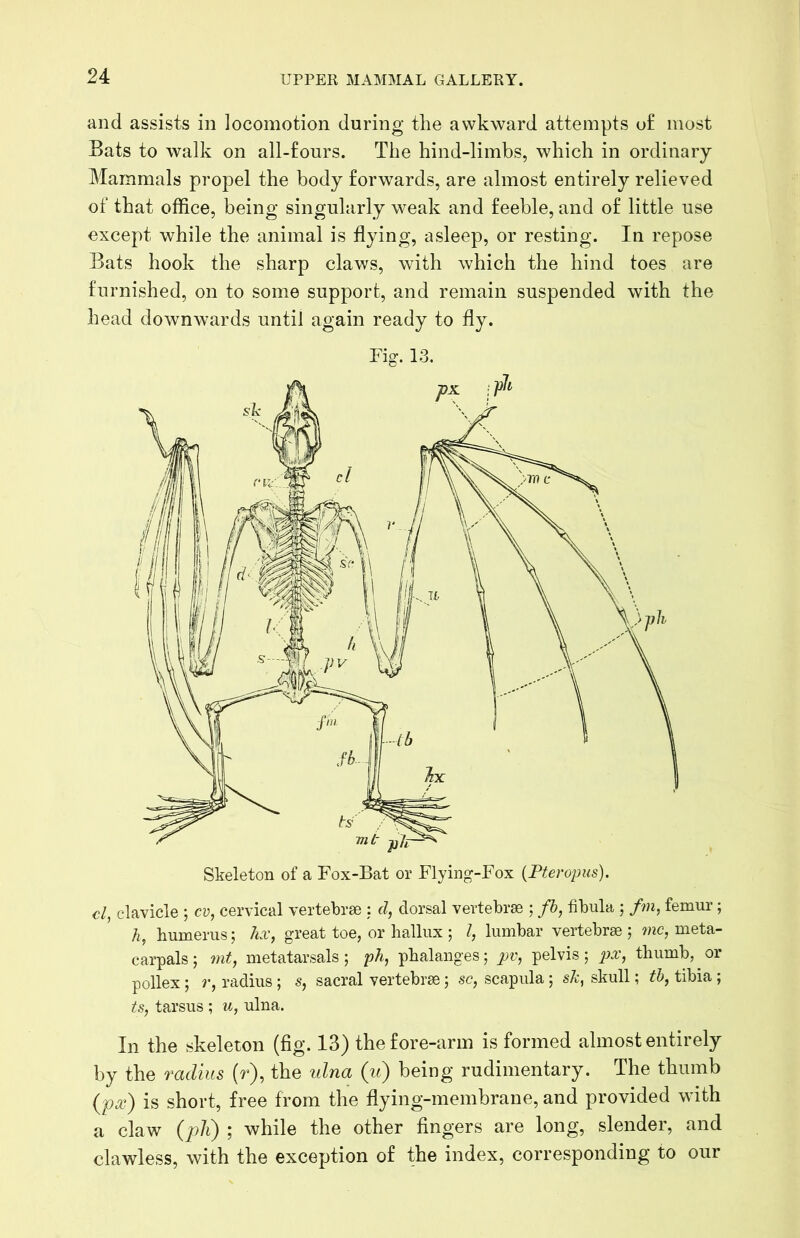 and assists in locomotion during the awkward attempts o£ most Bats to walk on all-fours. The hind-limbs, which in ordinary Mammals propel the body forwards, are almost entirely relieved of that office, being singularly weak and feeble, and of little use except while the animal is flying, asleep, or resting. In repose Bats hook the sharp claws, with which the hind toes are furnished, on to some support, and remain suspended with the head downwards until again ready to fly. cl, clavicle ; cv, cervical vertebrae : d, dorsal vertebrae ; fh, fibula ; fm, femur; h, humerus; hx, great toe, or hallux ; /, lumbar vertebrae; wc, meta- carpals; mt, metatarsals; pA, phalanges; pelvis; px, thumb, or pollex; ?•, radius ; s, sacral vertebrae; sc, scapula; skull; tb, tibia ; ts, tarsus ; w, ulna. In the skeleton (fig. 13) the fore-arm is formed almost entirely by the radius (r), the %dna (ii) being rudimentary. The thumb {fx) is short, free from the flying-membrane, and provided with a claw {p]}) ; while the other fingers are long, slender, and clawless, with the exception of the index, corresponding to our