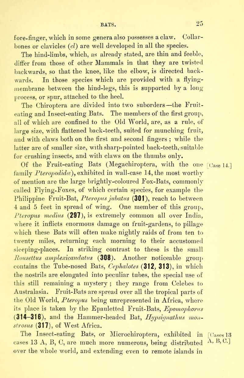 fore-finger, which in some genera also possesses a claw. Collar- bones or clavicles {d) are well developed in all the species. The hind-limbs, which, as already stated, are thin and feeble, differ from those of other Mammals in that they are twisted backwards, so that the knee, like the elbow, is directed back- wards. In those species which are provided with a flying- membrane between the hind-legs, this is supported by a long- process, or spur, attached to the heel. The Chiroptera are divided into two suborders—the Fruit- eating and Insect-eating Bats. The members of the first group, all of which are confined to the Old World, are, as a rule, of large size, with flattened back-teeth, suited for munching fruit, and with claws both on the first and second fingers ; while the latter are of smaller size, with sharp-pointed back-teeth, suitable for crushing insects, and with claws on the thumbs only. Of the Fruit-eating Bats (Megachiroptera, with the one family Pteropodidce), exhibited in wall-case 14, the most worthy of mention are the large brightly-coloured Fox-Bats, commonly called Flying-Foxes, of which certain species, for example the Philippine Fruit-Bat, Pteropus juhatus (301), reach to between 4 and 5 feet in spread of wing. One member of this group, Pteropus medius (297), is extremely common all over India, where it inflicts enormous damage on fruit-gardens, to pillage which these Bats will often make nightly raids of from ten to twenty miles, returning each morning to their accustomed sleeping-places. In striking contrast to these is the small Rousettus amplexicaiidatus (308). Another noticeable group contains the Tube-nosed Bats, Cephalotes (312, 313), in which the nostrils are elongated into peculiar tubes, the special use of this still remaining a mystery ; they range from Celebes to Australasia. Fruit-Bats are spread over all the tropical parts of the Old World, Pteropus being unrepresented in Africa, where its place is taken by the Epauletted Fruit-Bats, Epomopliorus (314-316), and the Hammer-headed Bat, Hypsignatlms mon- strosus (317), of West Africa. The Insect-eating Bats, or Microchiroptera, exhibited in cases 13 A, B, C, are much more numerous, being distributed over the whole world, and extending even to remote islands in [Case 14.] [Cases 13 A, B, C.]