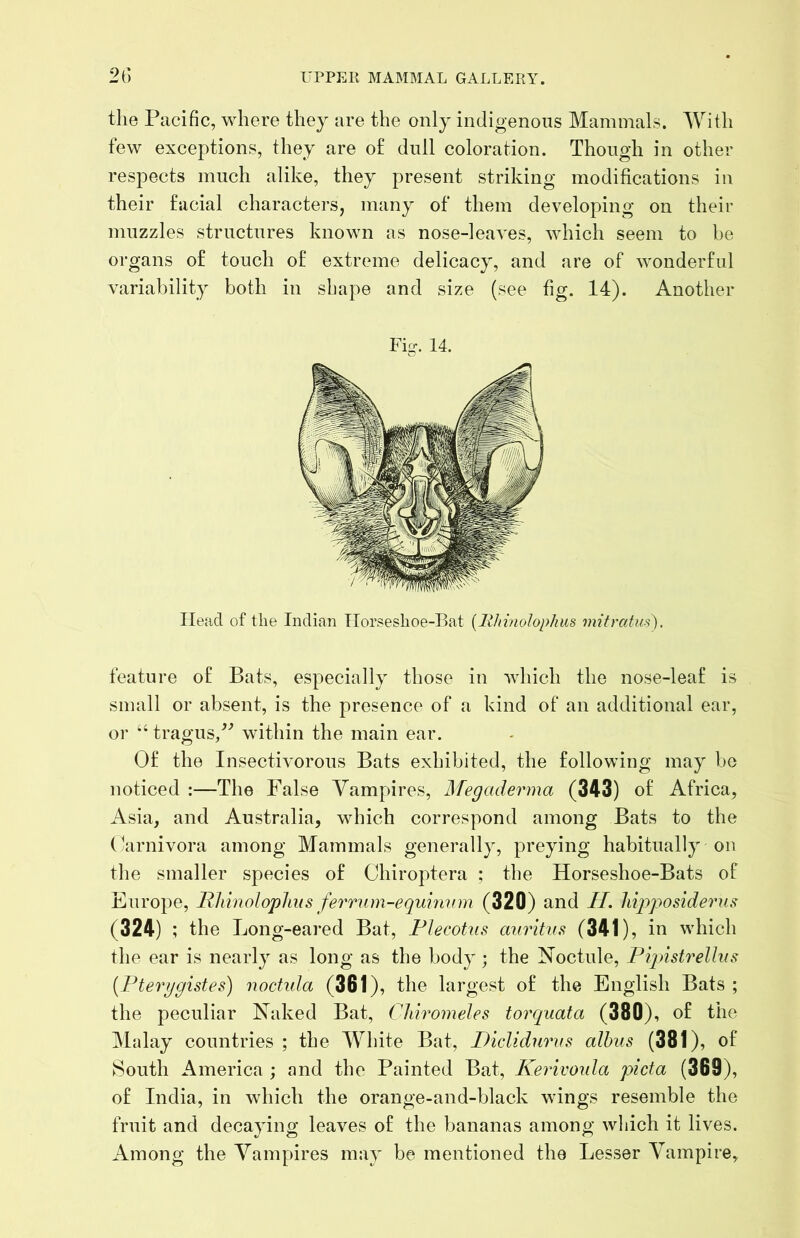 the Pacific, where they are the only indigenous Mammals. With few exceptions, they are of dull coloration. Though in other respects much alike, they present striking modifications in their facial characters, many of them developing on their muzzles structures known as nose-leaves, which seem to be organs of touch of extreme delicacy, and are of wonderful variability both in shape and size (see fig. 14). Another Fig. 14. Head of the Indian TIorsesboe-Bat {Rhinolophus mitratus). feature of Bats, especially those in which the nose-leaf is small or absent, is the presence of a kind of an additional ear, or “ tragus/^ within the main ear. Of the Insectivorous Bats exhibited, the following may be noticed :—The False Vampires, Megaderma (343) of Africa, Asia, and Australia, which correspond among Bats to the (/arnivora among Mammals generally, preying habitually on the smaller species of Chiroptera ; the Horseshoe-Bats of Europe, llldnoloplms ferriim-equimnn (320) and H. liipposiderus (324) ; the Long-eared Bat, Flecotus aiiritas (341), in which the ear is nearly as long as the body ; the Noctule, Pipnstrelhis [Pterggistes) noctula (361), the largest of the English Bats ; the peculiar Naked Bat, Chiromeles torquata (380), of the ]\lalay countries ; the White Bat, Piclidnrvs alhus (381), of South America ; and the Painted Bat, Kerivonla picta (369), of India, in which the orange-and-black wings resemble the fruit and decaying leaves of the bananas among which it lives. Among the Vampires may be mentioned the Lesser Vampire,