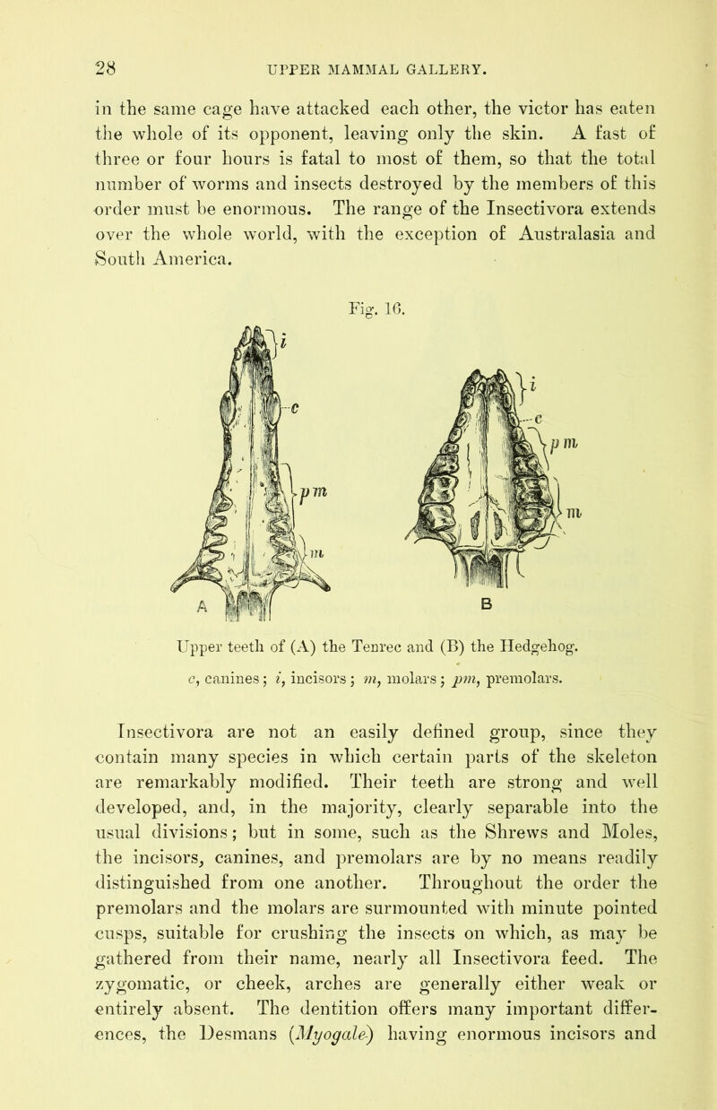 in the same cage have attacked each other, the victor has eaten the whole of its opponent, leaving only the skin. A fast of three or four hours is fatal to most of them, so that the total number of worms and insects destroyed by the members of this order must be enormous. The range of the Insectivora extends over the whole world, with the exception of Australasia and South America. Fig. 16. Upper teetli of (A) the Tearec and (B) the Hedgehog. c, caninesi, incisors ; molars ; p7n, premolars. Insectivora are not an easily defined group, since they contain many species in which certain parts of the skeleton are remarkably modified. Their teeth are strong and well developed, and, in the majority, clearly separable into the usual divisions; but in some, such as the Shrews and Moles, the incisors, canines, and premolars are by no means readily distinguished from one another. Throughout the order the premolars and the molars are surmounted with minute pointed cusps, suitable for crushing the insects on which, as may be gathered from their name, nearly all Insectivora feed. The zygomatic, or cheek, arches are generally either weak or entirely absent. The dentition offers many important differ- ences, the Desmans [Myogale) having enormous incisors and