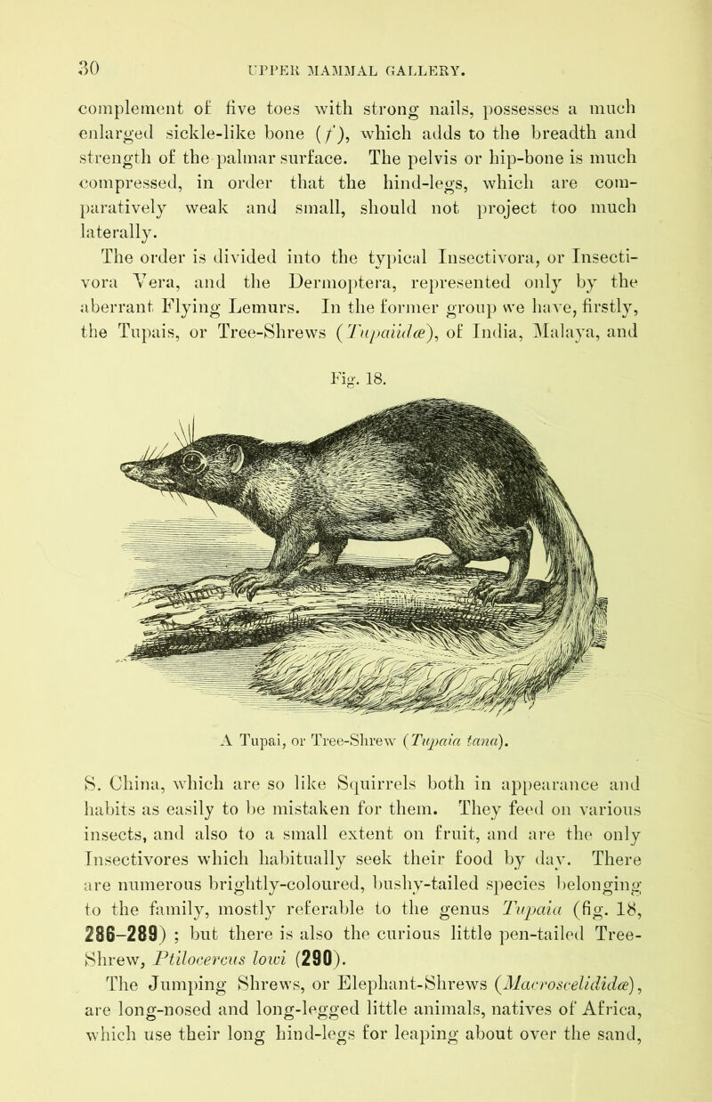 complement o£ five toes with strong nails, possesses a much enlarged sickle-like bone (/’), which adds to the breadth and strength of the palmar surface. The pelvis or hip-bone is much compressed, in order that the hind-legs, which are com- paratively weak and small, should not project too much laterally. The order is divided into the typical Insectivora, or Insecti- vora Yera, and the Dermoptera, represented only by the aberrant Flying Lemurs. In the fonner group sve have, firstly, the Tupais, or Tree-Shrews {Tupaiidce)^ ol India, Malaya, and ¥ig. 18. A Tupai, or Tree-Shrew {Tupcda tana). S. China, which are so like Squirrels both in appearance and habits as easily to be mistaken for them. They feed on various insects, and also to a small extent on fruit, and are the only Insectivores which habitually seek their food by day. There are numerous brightly-coloured, bushy-tailed species belonging to the fiimily, mostly referable to the genus Tupaia (fig. 18, 286-289) ; but there is also the curious little pen-tailed Tree- Shrew, Ptilocercus lowi (290). The Jumping Shrews, or Elephant-Shrews {Macroscelldid(je) ^ are long-nosed and long-legged little animals, natives of Africa, which use their long hind-legs for leaping about over the sand.