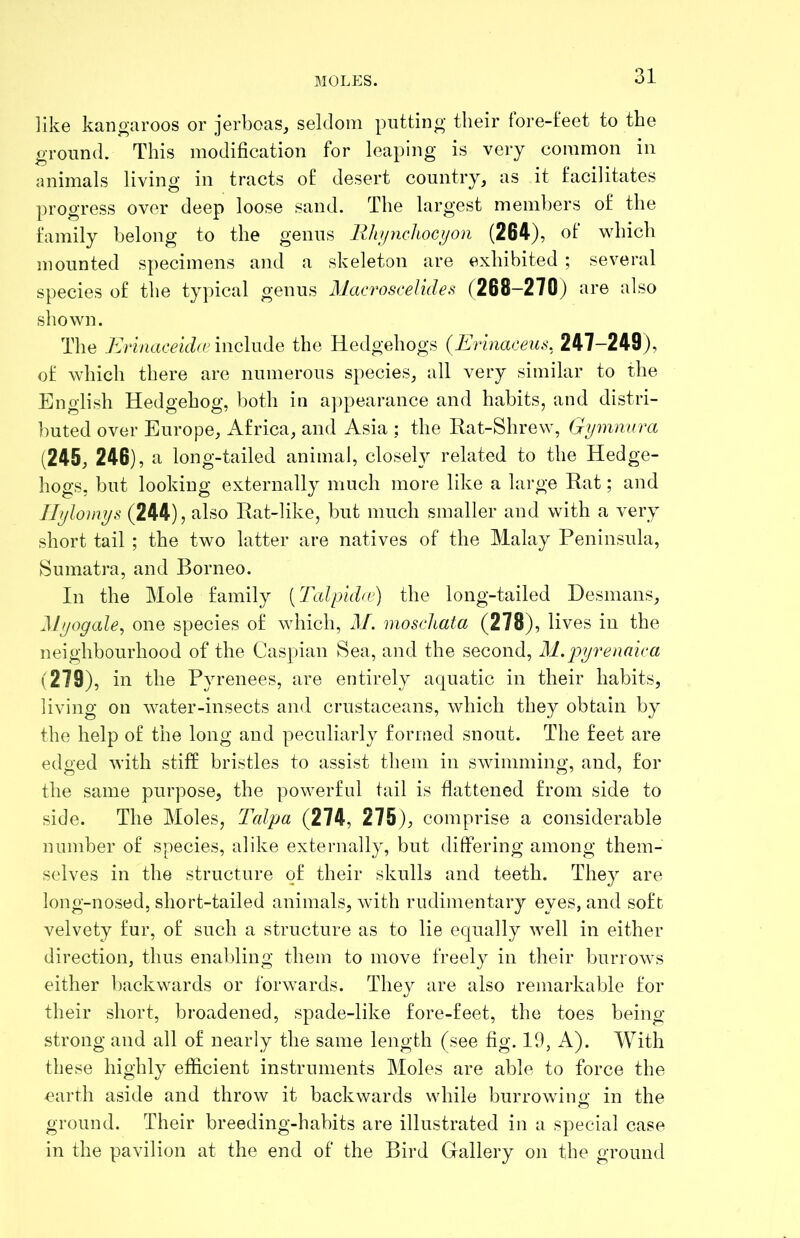 like kangaroos or jerboas, seldom putting their lore-leet to the ground. This modification for leaping is very common in animals livino; in tracts of desert country, as it facilitates progress over deep loose sand. The largest members of the family belong to the genus Rhifnclioci/on (264), of which mounted specimens and a skeleton are exhibited ; several species of the typical genus Macroscelideii (268-270) are also shown. The Krinaceidce include the Hedgehogs {Erinaceus. 247-249), of which there are numerous species, all very similar to the English Hedgehog, both in a])pearance and habits, and distri- l)uted over Europe, Africa, and Asia ; the Rat-Shrew, Gymnura (245, 246), a long-tailed animal, closely related to the Hedge- hogs, but looking externally much more like a large Rat; and Ilylomys (244), also Rat-like, but much smaller and with a very short tail ; the two latter are natives of the Malay Peninsula, Sumatra, and Borneo. In the Mole family [Talpida’) the long-tailed Desmans, Myogale, one species of which, il/. inoschata (278), lives in the neighbourhood of the Caspian Sea, and the second, M. jjyrenaica (279), in the Pyrenees, are entirely aquatic in their habits, living on water-insects and crustaceans, which they obtain by the help of the long and peculiarly formed snout. The feet are edged with stiff bristles to assist tliem in swimming, and, for the same purpose, the powerful tail is flattened from side to side. The Moles, Talpa (274, 275), comprise a considerable number of species, alike externally, but dilfering among them- selves in the structure of their skulls and teeth. They are long-nosed, short-tailed animals, with rudimentary eyes, and soft velvety fur, of such a structure as to lie equally well in either direction, thus enabling them to move freely in their burrows either backwards or forwards. They are also remarkable tor their short, broadened, spade-like fore-feet, the toes being- strong and all of nearly the same length (see fig. 10, A). With these highly efficient instruments Moles are able to force the earth aside and throw it backwards while burrowing in the ground. Their breeding-habits are illustrated in a special case in the pavilion at the end of the Bird Gallery on the ground