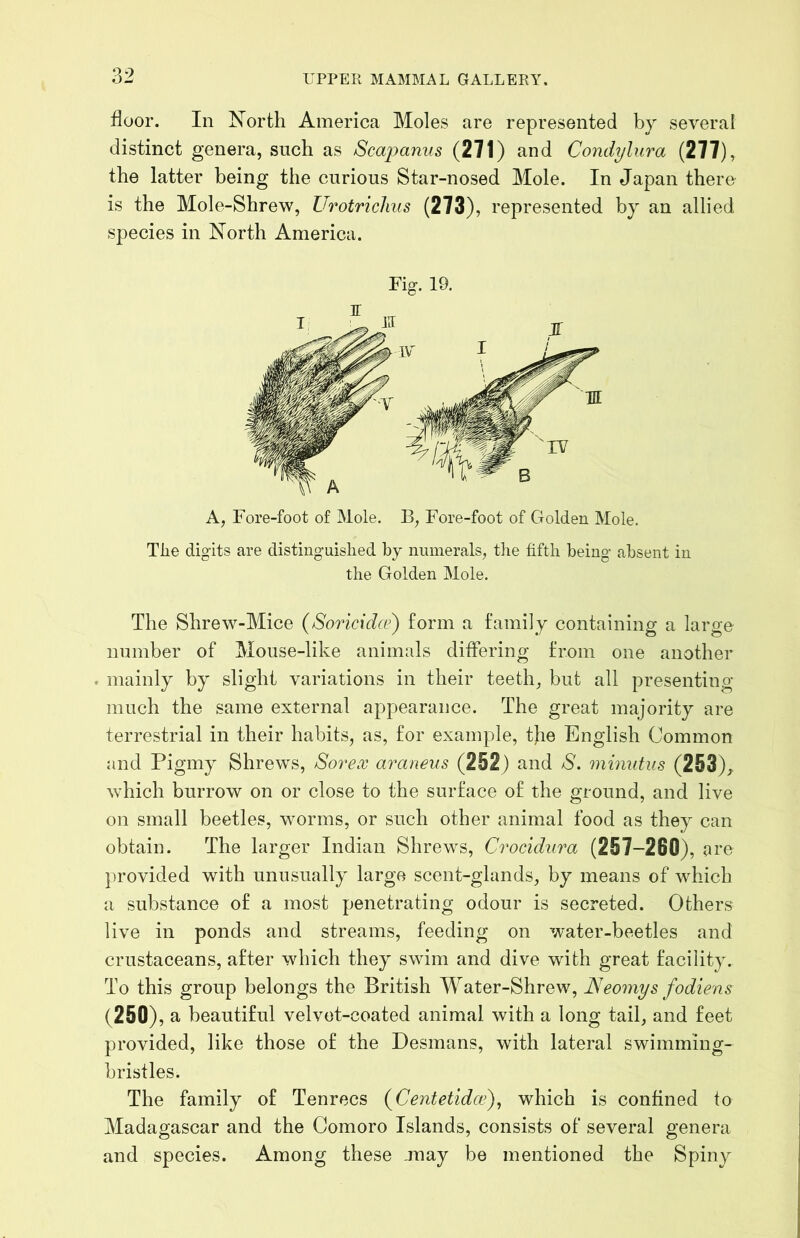 floor. In North America Moles are represented by several distinct genera, such as (271) and Condylura (277), the latter being the curious Star-nosed Mole. In Japan there is the Mole-Shrew, Urotriclius (273), represented by an allied species in North America. Fig. 19. A, Fore-foot of Mole. B, Fore-foot of Golden Mole. Tlie digits are distinguislied by numerals, tlie fifth being absent in the Golden Mole. The Shrew-Mice (Soricidce) form a family containing a large number of Mouse-like animals differing from one another . mainly by slight variations in their teeth, but all presenting much the same external appearance. The great majority are terrestrial in their habits, as, for example, tjie English Common and Pigmy Shrews, Sorex araneus (252) and S. minutus (253)^ which burrow on or close to the surface of the ground, and live on small beetles, worms, or such other animal food as they can obtain. The larger Indian Shrews, Crocidura (257-260), are ])rovided with unusually large scent-glands, by means of which a substance of a most penetrating odour is secreted. Others live in ponds and streams, feeding on water-beetles and crustaceans, after which they swim and dive with great facility. To this group belongs the British Water-Shrew, JSeomys fodiens (250), a beautiful velvet-coated animal with a long tail, and feet provided, like those of the Desmans, with lateral swimming- bristles. The family of Tenrecs {Centetidoe)^ which is confined to Madagascar and the Comoro Islands, consists of several genera and species. Among these ,may be mentioned the Spiny