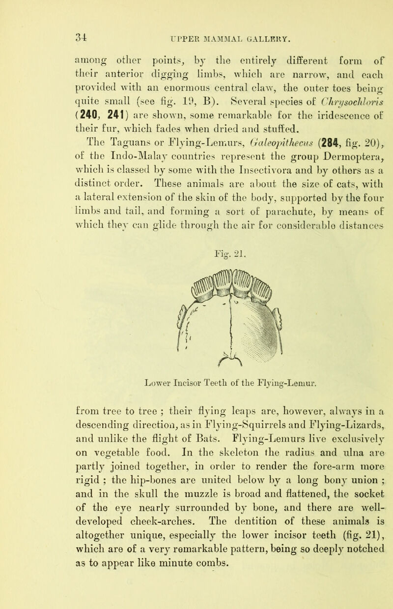 among other points^ by tlie entirely different form of their anterior digging limbs, which are narrow, and each provided with an enormous central claw, the outer toes being quite small (see fig. 19, B). Several species of Chrysocliloris (240, 241) are shown, some remarkable for the iridescence of their fur, which fades when dried and stuffed. The Taguans or Flying-Lemurs, Galeopithecus (284, fig. 20), of the Indo-Malav countries represent the group Dermoptera^ which is classed by some with the Insectivora and by others as a distinct order. These animals are about the size of cats, with a lateral extension of the skin of the body, supported by the four limbs and tail, and forming a sort of parachute, by means of which they can glide through the air for considerablo distances Fig. 21. from tree to tree ; their flying leaps are, however, always in a descending direction, as in Flying-Squirrels and Flying-Lizards, and unlike the flight of Bats. Flying-Lemurs live exclusively on vegetable food. In the skeleton the radius and ulna are partly joined together, in order to render the fore-arm more rigid ; the hip-bones are united below by a long bony union ; and in the skull the muzzle is broad and flattened, the socket of the eye nearly surrounded by bone, and there are well- developed cheek-arches. The dentition of these animals is altogether unique, especially the lower incisor teeth (fig. 21), which are of a very remarkable pattern, being so deeply notched as to appear like minute combs.