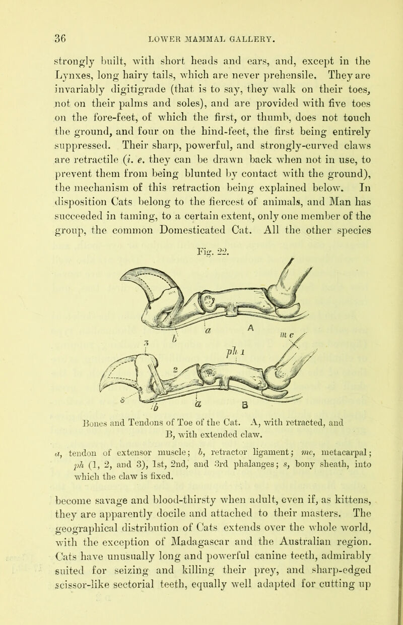 strongly built, with short heads and ears, and, except in the Lynxes, long hairy tails, which are never prehensile. They are invariably digitigrade (that is to say, they walk on their toes^ not on their palms and soles), and are provided with five toes on the fore-feet, of which the first, or thumb, does not touch the ground, and four on the hind-feet, the first being entirely suppressed. Their sharp, powerful, and strongly-curved claws are retractile (i. e. they can be drawn back when not in use, to prevent them from being blunted by contact with the ground), the mechanism of this retraction being explained below. In disposition Cats belong to the fiercest of animals, and Man has succeeded in taming, to a certain extent, only one member of the group, the common Domesticated Cat. All the other species Bones and Tendons of Toe of the Cat. A, with retracted, and B, with extended claw. a, tendon of extensor muscle; b, retractor ligament; me, metacarpal; ph (1, 2, and 3), 1st, 2nd, and 3rd phalanges; s, hony sheath, into which the claw is fixed. become savage and blood-thirsty when adult, even if, as kittens, they are apparently docile and attached to their masters. The geographical distribution of Cats extends over the whole world, with the exception of Madagascar and the Australian region. Cats have unusually long and powerful canine teeth, admirably suited for seizing and killing their prey, and sharp-edged scissor-like sectorial teeth, equally well adapted for cutting up