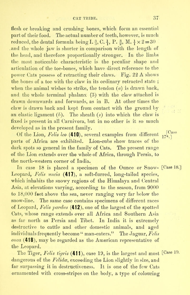 flesh or breaking and crushing bones, which form an essential part of their food. The actual number of teeth, however, is much reduced, the dental formula being 1.1-, C. P. |, M. \ x 2 = 30 and the whole jaw is shorter in comparison with the length of the head, and therefore proportionally stronger. In the limbs the most noticeable characteristic is the peculiar shape and articulation of the toe-bones, which have direct reference to the power Cats possess of retracting their claws. Fig. 22 A shows the bones of a toe with the claw in its ordinary retracted state ; when the animal wishes to strike, the tendon (a) is drawn hack, and the whole terminal phalanx (3) with the claw attached is drawn downwards and forwards, as in B. At other times the claw is drawn back and kept from contact with the ground by ’ , an elastic ligament (J>). The sheath (5) into which the claw is fixed is present in all Carnivora, but in no other is it so much developed as in the present family. Of the Lion, Felis leo (410), several examples from different parts of Africa are exhibited. Lion-cubs show traces of the dark spots so general in the family of Cats. The present range of the Lion extends over the whole of Africa, through Persia, to the north-western corner of India. In case 18 is placed a specimen of the Ounce or Snow- [Case 18. Leopard, Felis imcia (417), a soft-furred, long-tailed species, which inhabits the snowy regions of the Himalaya and Central Asia, at elevations varying, according to the season, from 9000 to 18,000 feet above the sea, never ranging very far below the snow-line. The same case contains specimens of different races of Leopard, Felis pardus (412), one of the largest of the spotted Cats, whose range extends over all Africa and Southern Asia as far north as Persia and Tibet. In India it is extremely destructive to cattle and other domestic animals, and aged individuals frequently become “ man-eaters.^^ The Jaguar, Felis onca (418), may be regarded as the American representative of the Leopard. The Tiger, Felis tigris (411), case 19, is the largest and most [Case 19. dangerous of the Felidce, exceeding the Lion slightly in size, and far surpassing it in destructiveness. It is one of the few Cats ornamented with cross-stripes on the body, a type of colouring